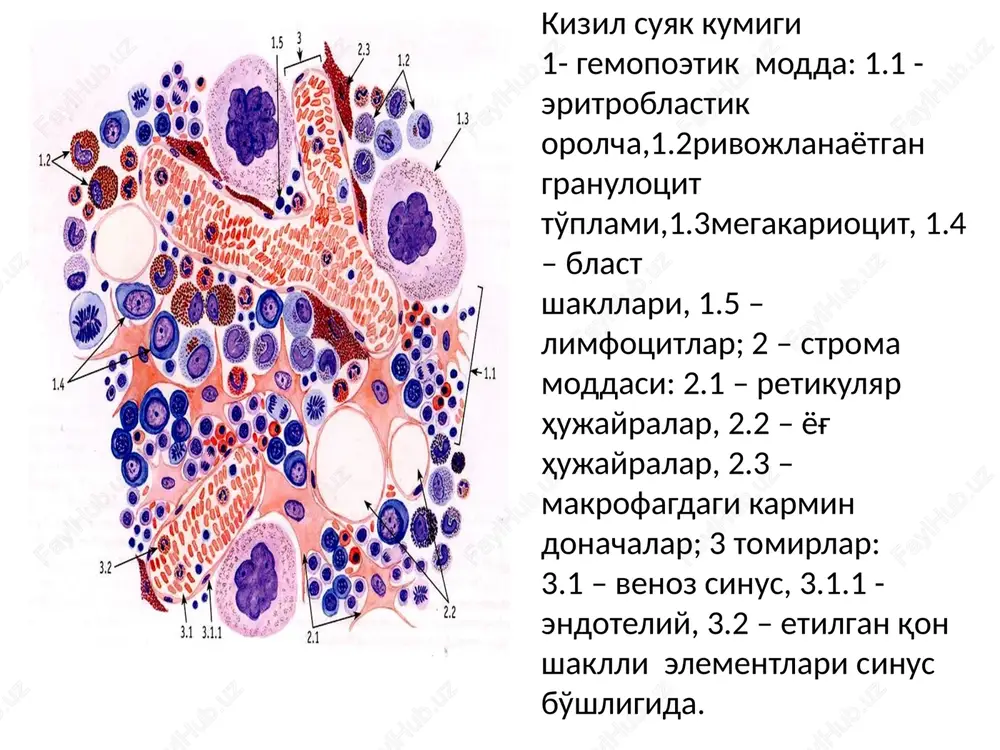 struk-turasi 5 – limfotsitlar 6 – retikulo-epiteliotsit, 7 – kapillyar yuzasi, 8 - endoteliotsit limfa tuguni. 1 – kapsula, 2 – trabekula, 3 – tugun darvozasi, 4 – darvozadagi kon tomirlari, 5 – pustlok modda, 6 – magiz modda: b - magiz tasmalar, v – sinuslar, g – trabekulalar, 7 – kirgok sinusi, 8 – oralik sinus, 9 – fater-pachini tanachasi, nerv tolalari va tomirlar limfa tuguni. 1 - kapsula; 2 - trabekula; 3 – po‘stloq modda: 3.1 –tugunchalar tashqarisi , 3.1.1 – limfatik tugunchalar (follikulalar), 3.2 – tugunchalar ichkarisi; 4 – mag‘iz moddasi: 4.1 – mag‘iz tasmalar; 5 – tugun darvozasi: 5.1 – qon tomirlar; 6 – olib keluvchi limfa tomirlari; 7 - limfa sinuslari: 7.1 – marginal (kapsula osti), 7.2 – oraliq 7.3 – mag‘iz oraligi, 7.4 – darvoza sinusi; 8 – olib ketuvchi limfa tomiri. limfa okimi yashil strelka bilan ko‘rsatilgan. limfa tuguni (fragment). 1 – trabekulalar, …