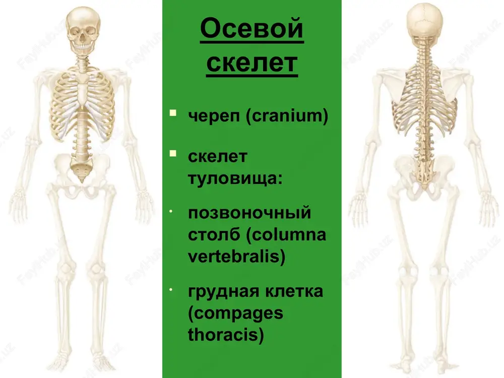 es) – pri soedinenii pozvonkov drug s drugom sheynie pozvonki (vertebrae cervicales) ispitivayut menshuyu nagruzku razmeri postepenno uvelichivayutsya ot ciii k cvii pozvonochnoe otverstie treugolnoy formi sheynie pozvonki (vertebrae cervicales) otverstie poperechnogo otrostka – xarakternaya osobennost, obrazovano v rezultate srasheniya poperechnogo otrostka s rudimentom rebra sheynie pozvonki (vertebrae cervicales) perednie i zadnie bugorki – okonchaniya poperechnogo otrostka ostistie otrostki korotkie, razdvoennie ci – atlant (atlas) lishen tela i ostistogo otrostka perednyaya i zadnyaya dugi lateralnie massi – soedinyayut dugi verxnie i nijnie sustavnie poverxnosti – na lateralnix massax cii – osevoy pozvonok (axis) zub – xarakternaya osobennost perednyaya sustavnaya poverxnost – dlya soedineniya s peredney dugoy atlanta zadnyaya sustavnaya poverxnost – dlya soedineniya s poperechnoy svyazkoy atlanta nijnyaya sustavnaya poverxnost – dlya soedineniya s siii grudnie pozvonki (vertebrae thoracicae) znachitelno krupnee sheynix pozvonochnoe otverstie okrugloe razmeri postepenno uvelichivayutsya ot ti k txii ostistie otrostki dlinnie, nakloneni knizu grudnie pozvonki (vertebrae …