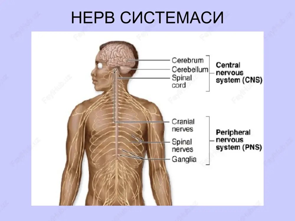 length) peripheral nervous system histology lecture 2004 michael hortsch * human histology, 2nd edition, stevens and lowe, mosby; fig. 6-1 motor neuron with nissl bodies nu n d d a ah nb nb d v a-axon d-dendrite n-nucleus nb-nissl body ah-axon hillock v-blood vessel nu-nucleolus peripheral nervous system histology lecture 2004 michael hortsch * color atlas of basic histology; 1993; berman; appelton and lange; fig 6-4 nissl substance is rough endoplasmic reticulum peripheral nervous system histology lecture 2004 michael hortsch * cell and tissue ultrastructure – a functional perspective; 1993; cross and mercer, freeman and co.; page 127 nerv o'zagi nerv o'zagi spinal cord and dorsal root ganglion ventral horn (lateral horn) if present dorsal horn dorsal root ganglion (drg) ventral median fissure dorsal median sulcus umurtqalararo nerv tuguni dorsal root (sensory) ganglion cells spinal ganglion w/ cell bodies and nerve fibers somatic sensory neurons have components in both cns …