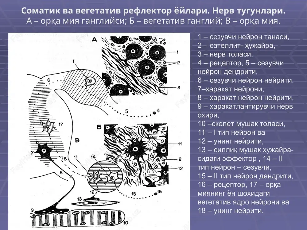 osi orqa miya tuguni 1 orqa ildizcha 2 orqa miya tuguni neyronlar nerv tolalar kapsula oldingi ildizcha 1 orqa miya nervi orka miya tuguni neyronlari neyron biriktiruvchi kapsula gliotsit nerv tolasi lemmotsitlar yadrosi unipolyar neyronni ultrastruktur tuzilishi va uning mikromuhiti 1 – lemmotsit 2 – neyronni o'simtasini t-shaklida tarmoqlanishi 3 – gangliyning neyrolemmotsitlari (mantiya hujayralari) 4 – bazal membrana 5 – gemokapillyarlar 6 – mielinli va mielinsiz tolalar 1 2 3 4 5 6 bosh miyaning taraqqiyoti : i – uchta miya pufakchalarining shakllanish davri, ii – miyaning beshta pufakchalarining rivojlanish davri bosh miyaning taraqqiyoti a – uchta miya pufakchalarining rivojlanish davri: 1 – oldingi miya, 2 – o'rta miya, 3 – rombsimon miya, 4 – orqa miya, 5 – ko'z pufagi, 6 – eshituv chuqurchasi, 7 – pastki jag' o'simtasi, 8 – yurak. b – miyaning beshta pufagining rivoj-lanish bosqichi: 1 – oxirgi miya, 2 – oraliq miya, 3 …
