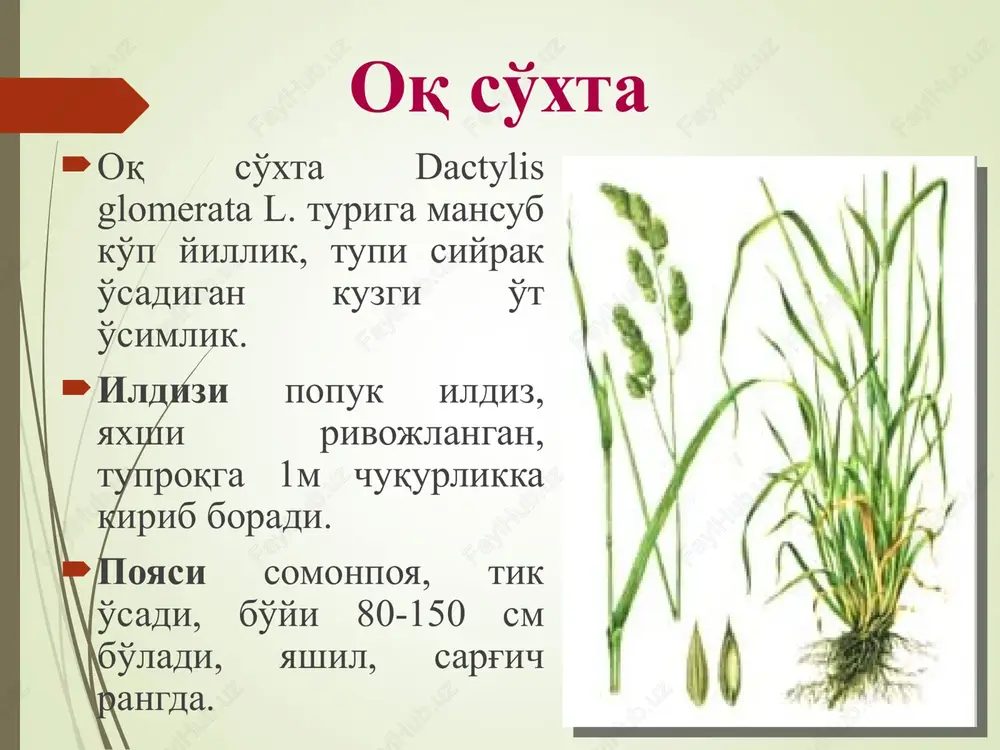 oqso'xta va erkak o't turlari va morfologiyasi - Page 2