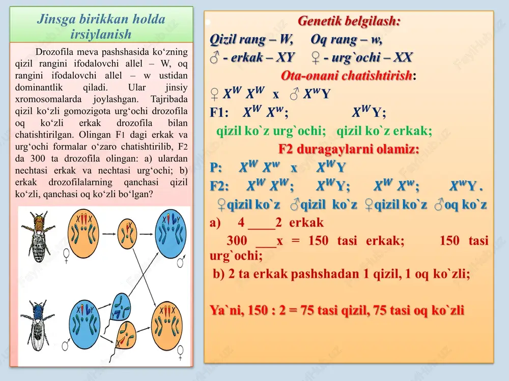 farzandlarining fenotipiga asoslanib topamiz va chatishtiramiz: p: ♂ ee y x ♀ ee g: ♂ e , ey x ♀ e , e , e , e f1. ♂\♀| e e | e | e e | ee | ee| ee| ee ey | ee | ee | ee | ee e e – daltonik kar-soqov o`g`il; ee - daltonik, normal eshituvchi qiz: ee - ikkala belgisi bo`yicha kasal qiz. daltonizm va kar-soqovlik belgilari retsessiv belgilardir. daltonizm geni x xromosomada, kar-saqovlik geni autosomada joylashgan. daltonik va kar-soqov erkak sog‘lom ayolga uylanganda oilada bitta o‘g‘il daltonik, kar-soqov, bitta qiz daltonik, lekin normal eshitadigan bo‘lib tug‘ilgan. bu oilada ikkala belgisi bo‘yicha ham kasal qiz tug‘ilishi mumkinmi? jinsga birikkan holda irsiylanish ota-ona sog`lom bo`lib farzandlarning ayrimlarida kasallikning kuzatilishi, ota-onalardan biri yoki har ikkalasining tashuvchi, yani o`zi sog`lom bo`lsada, genotipida kasallik keltirib chiqaradigan retsessiv gen mavjudligini bildiradi. ota sog`lom bo`lsa, genotipi y bo`lib, tashuvchi …