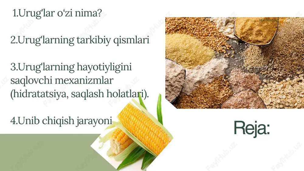 chiqa olmaydi, chunki respiratsiya jarayoni uchun kislorod talab qilinadi. yoritish: ba'zi urug'lar uchun yorug'lik zarur, boshqalari esa qorong‘u sharoitda ham unib chiqishi mumkin. bu o‘simlik turiga bog‘liq. urug'ning unib chiqishi uchun bir nechta muhim sharoitlar bo'lishi kerak: namlik: urug‘ to‘g‘ri sharoitda unib chiqishi uchun yetarlicha suvga muhtoj. suv urug‘ qobig‘ini yumshatib, unib chiqish jarayonini boshlaydi. zarur oziq moddalar: urug‘ning unib chiqishi uchun yerda yetarlicha oziq moddalar (masalan, azot, fosfor, kaltsiy) bo‘lishi muhim, lekin urug‘ o‘zi uchun boshlang‘ich energiya va oziq moddalarni endospermdan oladi oʻsimlik urugʻining unib chiqish vaqtlari wardiere inc. oʻsimlik urugʻining unib chiqish vaqti turiga, haroratga, namlikka va boshqa sharoitlarga qarab farq qiladi. ammo, umumiy qoida sifatida, urug'ning unib chiqish vaqti quyidagi faktorlar asosida o'zgaradi: 1. **oʻsimlik turi**: har bir o‘simlik turining unish vaqti turlicha bo‘ladi. * **yong'oq** va **tarvuz** kabi ba'zi urug'lar 5-7 kun ichida unib chiqishi mumkin. * **pomidor** yoki **baqlajon** urug'lari odatda 7-14 kun ichida unib …