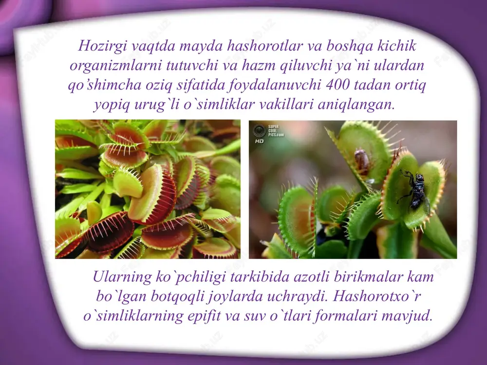 a nordan gidrolazalar mavjud. ma`lumki, uglevodlar urug`lar zahira oziq moddasining eng muhim birikmalaridir. ammo ayrim urug`larning zahiralari tarkibida saxaroza juda oz miqdorda bo`lib o`simliklarning turiga qarab, qisman staxiozalar, maltozalar, galaktozalar, ribozalar, fruktoza va glyukozalar bo`lishi mumkin. zahira uglevodlarning sarflanishi. foydalaniladigan adabiyotlar: 1. burigin v. a., jongurazov f. x. botanika. toshkent, “o‘qituvchi”, 1977. 2. kursanov a. va boshqalar. botanika. toshkent o‘rta va oliy maktab davlat nashriyoti. 1963. 3. mustafayev s. m. botanika. toshkent, “o‘zbekiston”, 2002. 4. sahobiddinov s. s. o‘simliklar sistematikasi. toshkent, “o‘qituvchi”, 1976. slide 1 slide 2 slide 3 slide 4 slide 5 slide 6 slide 7 slide 8 slide 9 slide 10