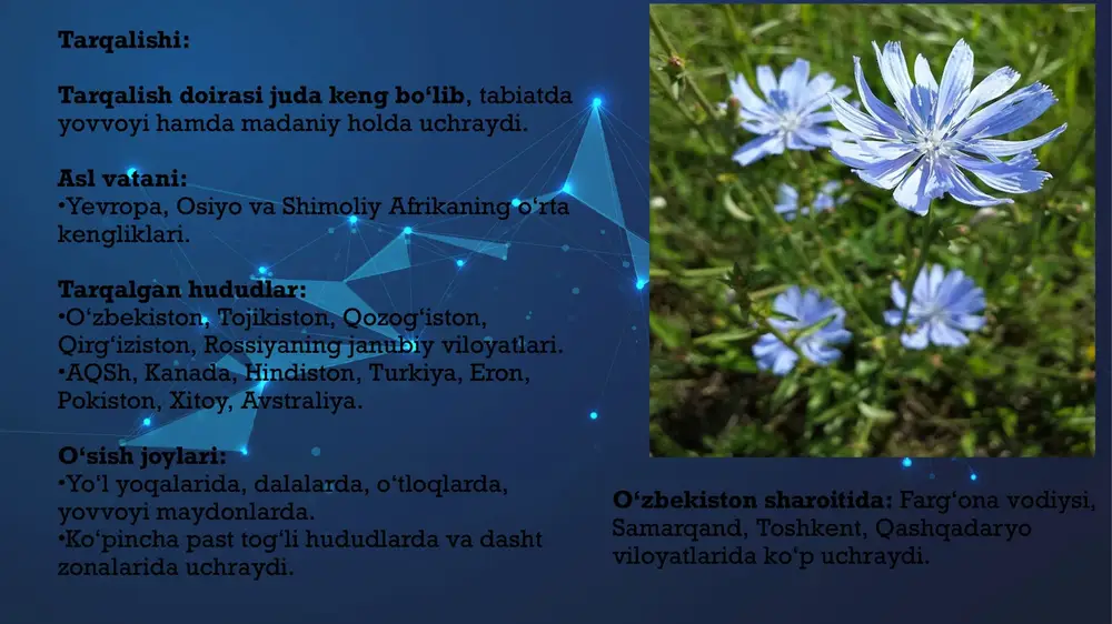 •urug‘i – hazmni yaxshilovchi, siydik haydovchi vosita modda nomi ta’siri inulin prebiotik, qandli diabetga foydali glikozidlar yurak faoliyatini qo‘llab- quvvatlaydi efir moylari yallig‘lanishga qarshi, tinchlantiruvchi taninlar antibakterial, kuchli yallig‘lanishga qarshi organik kislotalar me’da-ichak faoliyatini yaxshilaydi vitaminlar (c, b1, b2) immunitetni mustahkamlaydi minerallar (k, mg, fe) qon bosimi, qon aylanishini tartibga soladi kimyoviy tarkibi: shifobaxsh xususiyatlari: 1. ovqat hazm qilishni yaxshilaydi. me’da shirasi ishlab chiqarilishini rag‘batlantiradi ich ketishi yoki qabziyatda foydali oshqozon yallig‘lanishida yengillik beradi. 2. jigar va o't pufagini tozalovchi jigar hujayralarini tiklashda foydali o‘t ajralishini kuchaytiradi (xoleretik ta’sir) gepatit va jigar yog‘lanishida tavsiya etiladi 3. qandli diabetga qarshi vosita inulin organizmda glyukoza miqdorini tartibga soladi qand darajasini pasaytiruvchi tabiiy alternative. 4. diuretik (siydik haydovchi) ta’sir siydik chiqarishni rag‘batlantiradi buyrak va siydik yo‘llaridagi yengil yallig‘lanishlarda qo‘llaniladi 5. yurak-qon tomir tizimini qo‘llab- quvvatlaydi. •yurak urishini tinchlantiradi •qon aylanishini yaxshilaydi. 6. antiseptik va yallig‘lanishga qarshi vosita •teri yallig‘lanishlarida tashqi qo‘llaniladi (yiringli yaralar, …