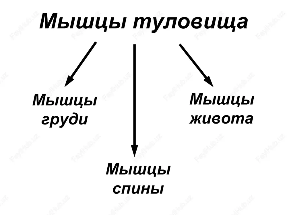 a (perednyaya stenka grudnoy i bryushnoy polostey, vid iznutri) 5. diafragma raspolagaetsya na granitse mejdu grudnoy i bryushnoy polostyami. imeet kupoloobraznuyu formu. mishechnie puchki nachinayutsya na nijnix ryobrax, zadney poverxnosti grudini, i-iv poyasnichnix pozvonkax i sxodyatsya k seredine diafragmi v suxojilniy tsentr. funktsiya: yavlyaetsya osnovnoy dixatelnoy mishtsey; pri sokrashenii eyo kupol uploshaetsya, uvelichivaya ob'yom grudnoy polosti i obespechivaya vdox (vid sverxu) mishtsi jivota 1. narujnaya kosaya mishtsa jivota nachalo: v-xii pari reber. prikreplenie: grebni podvzdoshnix kostey, lobkoviy simfiz, belaya liniya jivota. funktsiya: sgibaet pozvonochnik, opuskaet rebra, uchastvuet v vidoxe; pri odnostoronnem sokrashenii povorachivaet tulovishe v protivopolojnuyu storonu. pri fiksirovannoy grudnoy kletke podnimaet taz. belaya liniya jivota 2. vnutrennyaya kosaya mishtsa jivota raspolagaetsya pod narujnoy kosoy mishtsey, yavlyaetsya ee sinergistom. nachalo: grebni podvzdoshnix kostey, paxovaya svyazka. prikreplenie: xryashi nijnix reber, belaya liniya jivota. funktsiya: sgibaet pozvonochnik, opuskaet rebra, uchastvuet v vidoxe; pri odnostoronnem sokrashenii povorachivaet tulovishe v svoyu storonu. pri fiksirovannoy …