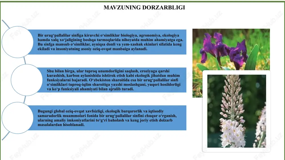 og‘iston kabi mamlakatlarda bir urug‘pallalilar sinfi floristik va morfologik jihatdan yaxshi o‘rganilgan. rossiya fanlar akademiyasi botanika instituti tomonidan turli floristik tumanlardagi vakillar tizimlashtirilgan va “flora sssr” hamda “flora evrazii” kabi monumental asarlarda keng yoritilgan. ayniqsa, poaceae (don ekinlari) va liliaceae (dekorativ o‘simliklar) bo‘yicha agrotexnik tadqiqotlar yetarlicha olib borilgan. molekulyar biologiya, o‘simlik fiziologiyasi va morfoanatomik tadqiqotlar ham ushbu sinf doirasida izchil olib borilmoqda. o‘zbekistonda o‘zbekiston florasida bir urug‘pallalilar sinfi bo‘yicha tadqiqotlar asosan floristik, morfologik va xo‘jalik ahamiyatiga ega turlar doirasida olib borilgan. o‘zbekiston respublikasi fanlar akademiyasi botanika instituti tomonidan “o‘zbekiston florasi” ko‘p jildli to‘plamida bu sinfga mansub turlar tizimli ravishda tasniflangan. zubaydullayev a., tojimatov f., karimov u., va boshqa olimlar bu sinfning ba’zi yirik oilalari (ayniqsa, poaceae, amaryllidaceae, liliaceae) bo‘yicha tadqiqotlar olib borgan. shuningdek, madaniy don va dukkakli o‘simliklar, dori-darmon va efir moyli o‘simliklar, dekorativ va endemik turlar florasi o‘rganilgan. lekin genetik va molekulyar darajadagi tadqiqotlar hali yetarli emas. xorijda mdh …