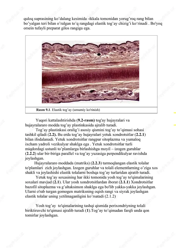 (9.2-rasm) tog'ay hujayralari va hujayralararo modda tog’ay plastinkasida ajralib turadi. tog’ay plastinkasi oralig’i asosiy qismini tog’ay to’qimasi sohasi tashkil qiladi (2.2). bu erda tog’ay hujayralari yetuk xondrotsitlar (2.2.1) bilan ifodalanadi. yetuk xondrotsitlar rangpar sitoplazma va yumaloq ixcham yadroli vezikulyar shaklga ega . yetuk xondrotsitlar turli miqdordagi ustunli to’plamlarga birlashishga moyil – izogen guruhlar (2.2.2) ular bir-biriga parallel va tog’ay yuzasiga perpendikulyar ravishda joylashgan. hujayralararo moddada (matriks) (2.2.3) tarmoqlangan elastik tolalar to'plamlari zich joylashgan. izogen guruhlar va tolali elementlarning o’ziga xos shakli va joylashishi elastik tolalarni boshqa tog’ay turlaridan ajratib turadi. yetuk tog’ay soxasining har ikki tomonida yosh tog’ay to'qimalarining soxalari mavjud (2.1). ular yosh xondrotsitlardan iborat (2.1.1) xondrotsitlar bazofil sitoplazma va g’altaksimon shaklga ega bo'lib yakka-yakka joylashgan. ularni o'rab turgan gomogen matriksning oqish rangi va siyrak joylashgan elastik tolalar uning yetilmaganligini ko’rsatadi (2.1.2) yosh tog’ay to'qimalarining tashqi qismida perixondriyning tolali biriktiruvchi to'qimasi ajralib turadi (1).tog’ay to’qimadan farqli unda qon tomirlar …