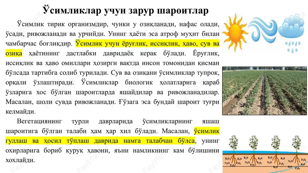 i va uni uzgartiradi. o'simliklar karbonat angidridni o'zlashtirib, o'zidan kislorod ajratib chiqaradi. ular ana shu xususiyatlariga ko'ra er yuzidagi barcha tirik zotlarning, shu jumdadan insonning nafas olishi uch un zarur bulgan atmosfera havosi tarkibini doimiy holatda saqlab turadilar. o'simliklar bir qancha rivojlanish bosqichlari (fazalari)ni bosib o'tadi. bu bosqichlar muayyan sharoitlarni talab etadi. ana shu davrda o'simliklarda ichki sifat o'zgarishlari yuz beradi va ular rivojlanishning hosil tuplashga olib ksluvchi bir bosqichidan ikkinchisiga izchil suratda o'tadi. o'simliklar inson hayotidagi ahamiyati yashil o'simliklar faqat yorug'likda normal rivojlanadi va organik moddalarni hosil qiladi. erdagi hayotning asosini tashkil etgan organik modda yashil o'simliklarda oddiy mineral moddalar — quyosh energiyasi ishtirokida karbonat angidrid va suvdan hosil bo'ladi, va bu jarayon fotosintez deb ataladi: 6so2 + 6n2o + 674 kkal = c6 h12o6 + 6o2 yorug'lik etarli bo'lmasa o'simliklarda fotosintez jarayoni izdan chiqadi va bu ushbu jarayoiniig susayishiga, organik modda to'planishi, ya'ni hosildorlikning kamayib ketishiga olib keladi. …