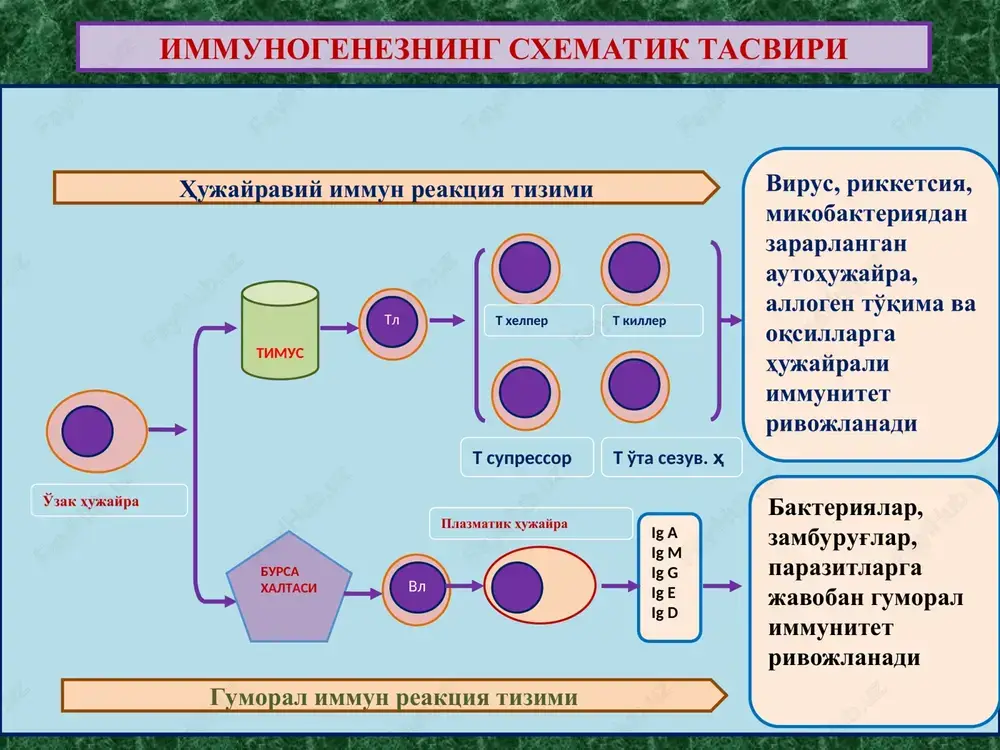 asalliklar – immunologik sezuvchanligi oshgan organizmda mahalliy allergik reaktsiyalardir. autoimmun kasalliklar – xususiy autologik to'qima va a'zolarning o'z immun tizimi effektorlari tomonidan zararlanishi va kasallanishi. immun tanqisligi holatlari – organizm immun tizimi morfofunktsional holatining irsiy, tug'ma va turmushda orttirilgan etishmasliklaridir. o'ta sezuvchanlik reaktsiyalari - allergiya reagin allergen ige c5 fc semiz hujayra ige fab allergenning 1-marta tushganida allergenning 2-marta tushganida gistamin serotonin o'tkir immun yallig'lanish tomirlarning kengayishi, devorida alterativ o'zgarishlar, o'tkazuvchanligining oshishi, shish, qon quyilishlar va serozli-gemorragik ekssudat paydo bo'lishi. toshmalar toshishi. o'ta sezuvchanlik reaktsiyaning i - mexanizmi o'ta sezuvchanlik reaktsiyalari - allergiya fc nishon hujayra antigen o'tkir immun yallig'lanish tomirlarning kengayishi, devorida alterativ o'zgarishlar, o'tkazuvchanligining oshishi, shish, qon quyilishlar va serozli-gemorragik ekssudat paydo bo'lishi. toshmalar toshishi. o'ta sezuvchanlik reaktsiyaning i i - mexanizmi k - hujayra nk - hujayra igg antitelali tsitozaxarlash komplementli tsitozaxarlash t - killer makrofag fc immun birikma – autoimmun birikma o'ta sezuvchanlik reaktsiyaning iii - …