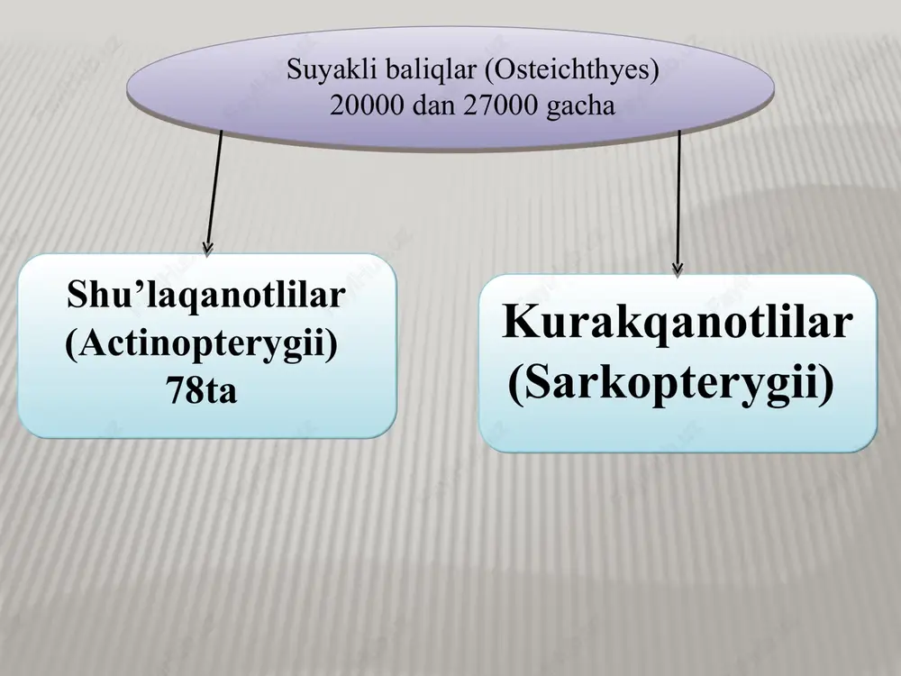 pufagi ikki qismdan iborat bo‘lib, o‘ng qismi katta bo‘ladi. ikki qismi ham qizilo‘ngach bilan qo‘shilgan va qo‘shimcha nafas olish organi vazifasini bajaradi. ko‘pqanotlilarda o‘pka arteriyasi va o‘pka venasi yo‘q, ichki burun teshigi bo‘lmaydi. ularning ichagida spiral klapanlari, yuragida arterial konusi va ko‘zining orqasida juft sachratgich organi bor. ko‘pqanotsimonlarning rivojlanishi o‘zgarish bilan boradi, ya’ni metamorfozli. ularning lichinkalarida tashqi jabra bo‘lib, bu jabralar til osti yoylariga o‘rnashgan. ko‘pqanotsimonlar tubi balchiqli daryolarda hayot kechiradi, ular mayda baliqlar, hasharotlar va qisqichbaqasimonlar bilan oziqlanadi. ko‘pqanotsimonlarning uzunligi 120-180 sm gacha boradi, 10 ga yaqin turlari uchraydi. ko‘pqanotlisimonlar (polypteriformes) turkumi ko‘pqanotli (polypterus bichir) ko‘pqanotli (polypterus bichir) ko‘pqanotli (polypterus bichir) ko‘krak suzgich qanoti kaymanlar yoki kosali (panserli) cho‘rtanlar (lepisosteifor-mes) turkumiga 6-7 ta tur kiradi: kaymanlar yoki panserli (kosali) cho‘rtanlarning uzunligi 3-4 metrgacha va og‘irligi 150 kg gacha boradi. ular shimoliy va markaziy amerikaning chuchuk suvlarida yashaydi. xarakterli belgilariga gavdasining romb shaklidagi suyakli ganoid tangachadan iborat panser bilan qoplanganligi, …