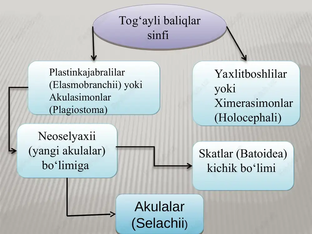 (hexanchidae) oilalariga bo‘linadi. ular barcha okeanlarda keng tarqalgan, lekin miqdori unchalik ko‘p emas. mdh da uchramaydi. ko‘pjabralisimonlar (hexanchiformes) turkumi bitta plashli akula (chlamydoselachus anquineus) turi kiradi. uning 6 juft jabra yoriqlari bor. birinchi juft jabra qo‘shilib boshining ikki tomonidan bir juft plashga o‘xshagan teri burmalar hosil qilgan va boshigacha yopilgan. uzunligi 1,2-2 metrgacha boradi. dum suzgichining faqat ostki pallasi rivojlangan. plashli akulalar tuxumdan tirik tug‘ib ko‘payadi. atlantika, tinch va hind okeanlarining mo‘tadil va subtropik qismida, 400-1200 m chuqurlikda yashaydi. plashli akulalar baliqlar va boshoyoqli mollyuskalar bilan oziqlanadi. plashli akulalar (chlamydoselachidae) plashli akula plashli akula kitsimon akulalar (rhincodontidae) oilasiga bitta kitsimon akula (rhincodon typus) turi kiradi. kitsimon akula hozirgi baliqlarning eng yirigi bo‘lib, uzunligi 15-18 m gacha va og‘irligi 15-20 tonnagacha boradi. uning boshi kichik, og‘zi boshining oldingi qismida joylashgan. og‘zi nihoyatda katta, og‘zini ochganida 2 metrgacha ochiladi. mayda baliqlar va planktonlar bilan oziqlanadi. barcha okeanlarning, ya’ni atlantika, tinch va hind …