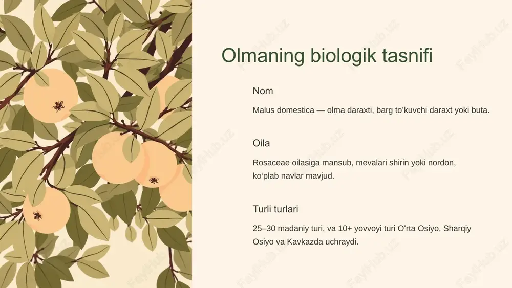 , jem va sharbat — ommabop qayta ishlangan mahsulotlar. navlar urugʻdan koʻpaytirish va payvandlash usullari bilan yaratiladi. 8 iqtisodiy ahamiyati va eksport imkoniyatlari eksport salohiyati yangi navlar va sovutgichli logistika bilan mamlakat eksportini kengaytirish mumkin. qayta ishlash sanoati sharbat, murabbo va quritilgan olma ishlab chiqarish qoʻshimcha qiymat yaratadi. ilmiy tadqiqotlar nav tanlash, kasalliklarga chidamlilik va hosildorlikni oshirishga yoʻnaltirilgan izlanishlar olib borilmoqda. 9 xulosa: olma — sogʻliq va iqtisodiyot manbai olma sogʻliq uchun foydali va dietada koʻp joy oladi. oʻzbekistonda anʼanaviy va zamonaviy yetishtirish usullari uygʻunlashmoqda. sanoat va eksportni rivojlantirish — kelajak uchun muhim yoʻnalish. 10 image1.png image2.png image3.png image4.png image5.svg image6.png image7.svg image8.png image9.svg image10.png image11.png image12.png image13.svg image14.png image15.svg image16.png image17.svg image18.png image19.png image20.png image21.png image22.png image23.png image24.png image25.svg image26.png image27.svg image28.png image29.svg image30.png