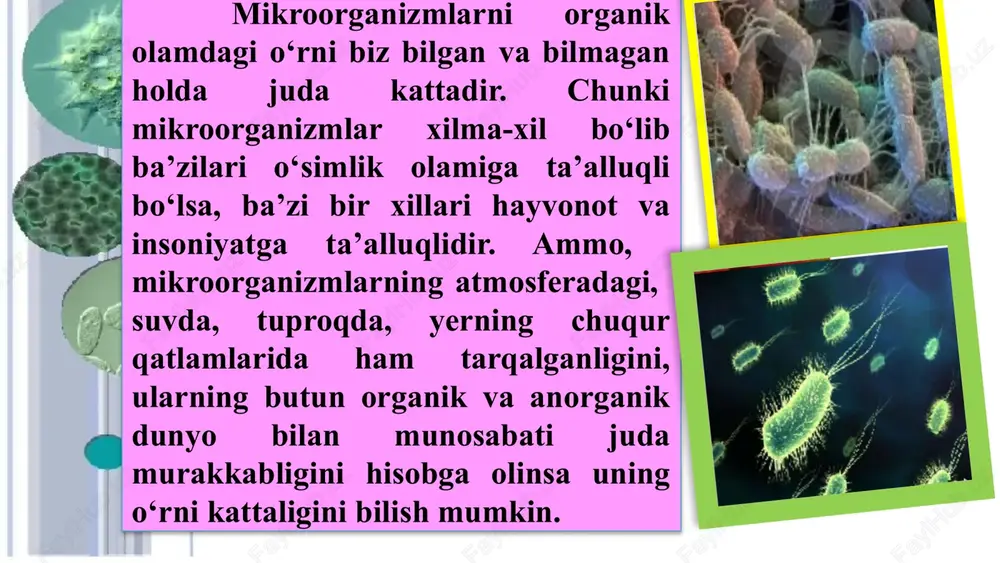 mikrondan 1 mikrongacha bo‘ladi. bakteriyalarning tashqi ko‘rinishi ham xar xildir. ularni sharsimon, tayoqchasimon va egilgan (buralgan) shakllarga ajratilgan. sharsimon shakllardagi baktyeriyalar ham xar xil bo‘ladilar va har xil nomlanadilar. agar bitta shardan iborat bo‘lsa- monokokk, ikkita sharligi diplokkokk, to‘rtta sharligi tetrokokk, monokokk diplokkokk tetrokokk ko‘p sharligi, ammo munchoqsimon tuzilganlari streptokokk, agar hujayralar bo‘linishi 3ta pyerendikulyar tomonga bo‘lsa sarsina deb nomlanadilar. har xil yo‘nalishda, uzum shingilini eslatuvchi ko‘rinishda bo‘lganlarini stafilokokk deb nomlanadi. streptokokk sarsina stafilokokk tayoqchasimon bakteriyalar. bakteriyalar (bacterium tumefaciens, pseudomonas fluorescens, xanthomonas malvacearum) spora hosil qilmaydigan tayoqchalar. basillalar (bacillus mycoides, bacillus mesentericus) spora hosil qiladigan tayoqchalar. har bir basilla hujayrasida faqat bitta spora hosil bo‘ladi. aksari basillalar spora hosil qilish paytida shaklini o‘zgartirmaydi. ba’zi basillalar spora hosil qilganda tayoqcha shakli o‘zgaradi, chunki tayoqchaning spora hosil bo‘lgan joyi kengayadi. agar spora tayoqchaning o‘rtasida hosil bo‘lsa, tayoqchaning o‘rta qismi kengayib, limon yoki urchuq shakliga kiradi. basillalarning bunday shakli klostridiy deb ataladi. spora …