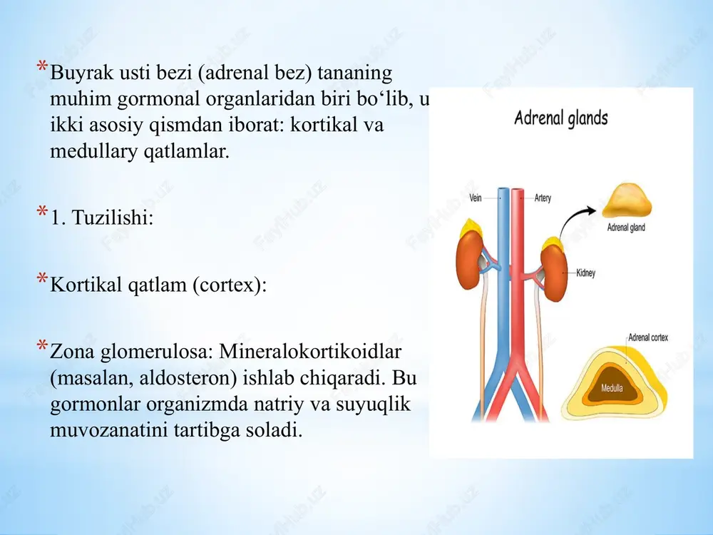s gormonlari ishlab chiqarish qobiliyatini kamaytiradi. 4. farmakologik omillar: kortikosteroidlar: ularni to‘satdan to‘xtatish adrenal bezlarning normal faoliyatini tiklash qobiliyatini pasaytirishi mumkin. ular ko‘pincha adrenal bezlarga bosim o‘tkazib, ularning gormon ishlab chiqarishini kamaytiradi. 5. yallig‘lanish jarayonlari: autoimmun yallig‘lanish: organizmning o‘z hujayralariga qarshi hujum qilishi natijasida yallig‘lanish jarayonlari yuzaga kelishi va buyrak usti bezlarini shikastlashi mumkin. 6. gipofiz bezining disfunktsiyasi: hypopituitarism: gipofiz bezidan adrenal gormonlarni rag‘batlantiruvchi gormonlar (masalan, acth) ishlab chiqarilmasligi natijasida buyrak usti bezlarining gormon ishlab chiqarish pasayadi. addison kriz — bu adrenal yetishmovchilikning o‘tkir holati bo‘lib, organizmda kortizol darajasining keskin pasayishi bilan xarakterlanadi. bu holat, odatda, addison kasalligi yoki boshqa sabablarga ko‘ra rivojlanadi. sabablari autoimmun kasallik: addison kasalligi — bu autoimmun jarayon bo‘lib, buyrak usti bezlarida gormon ishlab chiqarishni kamaytiradi. stress: jiddiy stress, jarohatlar, infeksiyalar yoki operatsiyalar gormon ishlab chiqarishiga ta’sir ko‘rsatishi mumkin. gormonal davolanishni to‘xtatish: kortikosteroidlar qabul qilayotgan bemorlarda davolanishni to‘satdan to‘xtatish. addison kriz belgilari odatda tez rivojlanadi va …