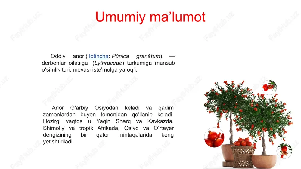 u anor mevasining punica granatum l. turi l.a.dekandol va i. v. palibin turlariga kelsak, janubiy fransiya va ozarbayjondagi pliosen konlaridan anor qoldiqlari, barglari va gullari topilgan. b.s.rozanov ana shu ma’lumotlarni, shuningdek, anorning geografik tarqalish xususiyatini hisobga olgan holda, bu turning shakllanish davrini yuqori oligosen yoki quyi miosenga tegishli deb hisoblaydi. anor navlari achiq-dona 1 desertniy 2 kazake-anar 3 kzil uluchshenniy 4 achiq-dona navi bu navning butasi o‘rtachadan kattaroq, ko‘chati ekilgandan so‘ng ikkinchi-uchinchi yili hosil bera boshlaydi. unumdor soz tuproqli yerlarda mo‘l hosil olish mumkin, sho‘r yerlarga chidamsiz, sovuqqa chidamli. mevasi yirik, sal dumaloq, mazasi nordon-shirin, po‘stining rangi och pushtidan tortib to‘q qizilgacha. sharbati to‘q qizil, xushbo‘y. oktyabrning uchinchi o‘n kunligida pishadi. hosildorligi – 67,5 s/ga, eng yuqori hosildorligi 76,7 s/ga ni tashkil etadi. qayerda yaratilgan: mahalliy nav. 1959-yil davlat reyestriga kiritilgan. mamlakatimizning barcha hududlarida ekish uchun tavsiya qilingan. desertniy navi bu nav sovuqqa va qurg‘oqchilikka chidamli, zararkunanda va kasalliklar bilan …