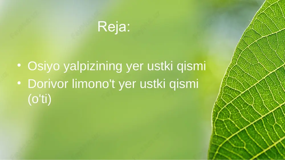 tukli, gulli poyalar, barglar va gullar aralashmasidan tashkil topgan. poyasining uzunligi 40 sm gacha. barglari qisqa bandli, tuxumsimon — lansetsimon, arrasimon qirrali, o'tkir uchli, gullari boshoqsimon to'pgulga joylashgan. kosachabarglari tikanli tishli, gultojisi ikki labli, och binafsha rangli. mahsulot hidi kuchli, xushbo'y, mazasi — o'ziga xos o'tkir va sovutuvchi. this presentation uses a free template provided by fppt.com www.free-power-point-templates.com 6 kimyoviy tarkibi. mahsulot tarkibida 1,46 foiz efir moyi, 24 foiz qandlar, 6,7 foiz organik kislotalar, 68,67 mg foiz vitamin c, 1,08 foiz flavonoidlar (luteolin va apigenin glikozidlari), 0,2 foiz antotsianlar, 0,08 foiz kumarinlar, 8,75 foiz fenolkislotalar, 1,05 foiz rozmarin va 1 foiz uisol kislotalari, 7,2 foiz smolalar va boshqa moddalar bor. ishlatillshi. mahsulot damlamasi spazmolitik, tinchlantiruv-chi va o't haydovchi ta'siriga ega. shu maqsadda o'zbekiston respublikasi sog'liqni saqlash vazirligi tibbiyot amaliyotida ishlatishga ruxsat berdi. dorivor preparatari. mahsulot damlamasi. osiyo yalpizining yer ustki qismi (o'ti) this presentation uses a free template provided by …