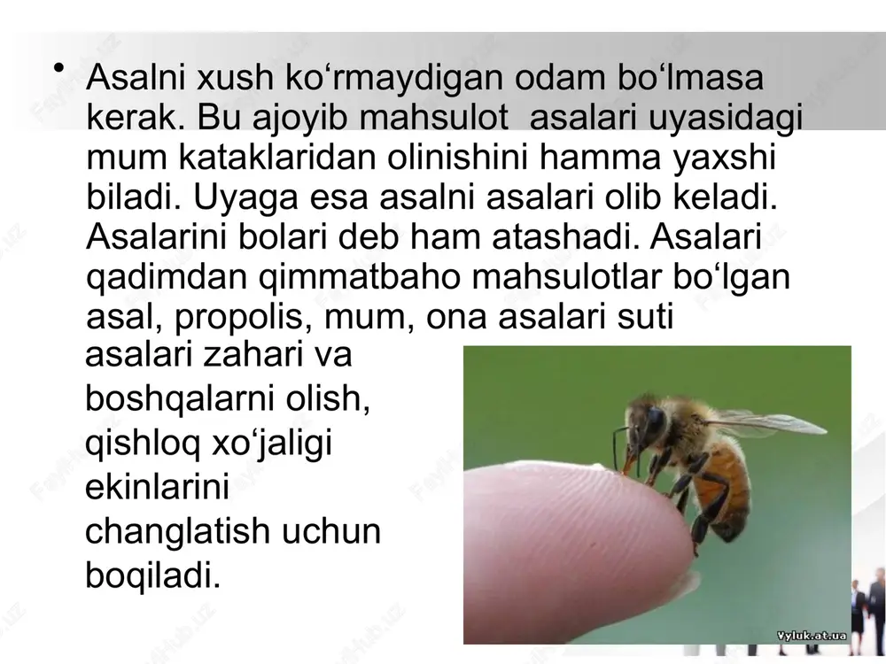 taqsimlab chiqadi, uchinchilari katak ichini tozalaydi, to‘rtinchilari qanotlarini qoqib, uyalarini muntazam shamollatib turadi. beshinchilari eshik oldida “qo‘riqchilik” qilib, ya’ni dushmandan muhofaza qilishadi, oltinchilari esa qurtchalarni boqadi. bularning hammasini ishchi asalarilar bajaradi. ishchi asalarilar oilada 60—80 mingta bo‘lib, uyadan 2-3 kilometr va undan ham uzoqroq masofaga uchib borib, shira olib kelish va gul changini yig‘ish, nektarni asalga aylantirish, katak qurish kabi ishlar bilan ham shug‘ullanadi. 5 yilgacha yashaydigan ona asalari bunday ishlarda qatnashmaydi, uning atrofida hamisha erkak asalarilar parvona bo‘lishadi. ona asalari uyada bir o‘zi tuxum qo‘yadi va kelajakda ulardan yosh asalarilar yetishib chiqadi. odamlar juda qadim zamonlardan beri asal iste’mol qilib kelishadi. ilgari yovvoyi asalari asalini yig‘uvchi maxsus ovchilar bo‘lgan. kishilar asalarini “qo‘l”ga o‘rgatishganiga ham ko‘p yillar bo‘ldi, shundan beri ular maxsus qutilar qo‘yilgan joylarda boqiladi. uning bir necha mahsuldor zotlari yaratilgan. odamlar asalari ne’matidan qadim-qadim zamonlardan beri foydalanib kelishayotganiga qaramay, yaqin-yaqingacha uning fe’l-atvori haqida deyarli hech narsa bilmas edilar. …