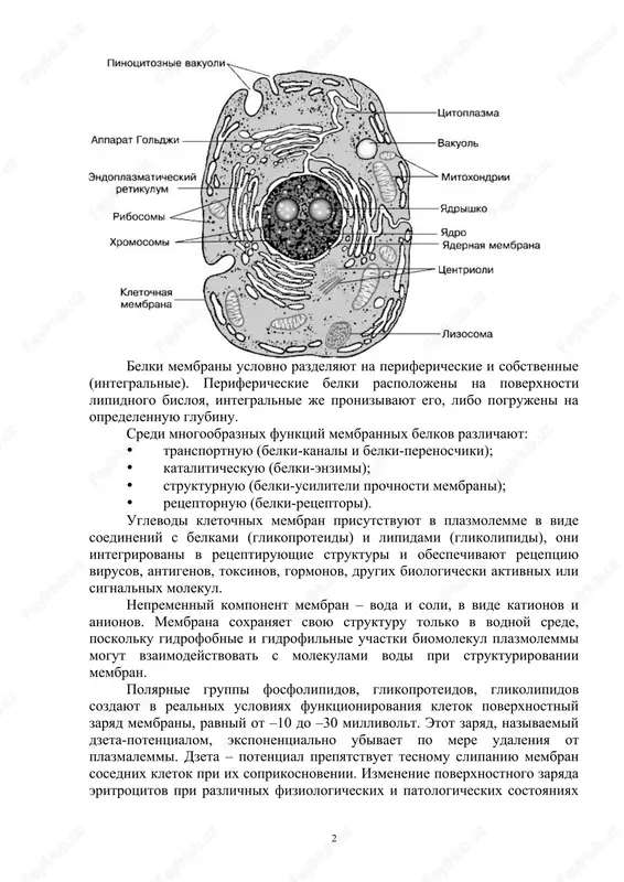libo pogrujeni na opredelennuyu glubinu. sredi mnogoobraznix funktsiy membrannix belkov razlichayut:  transportnuyu (belki-kanali i belki-perenoschiki);  kataliticheskuyu (belki-enzimi);  strukturnuyu (belki-usiliteli prochnosti membrani);  retseptornuyu (belki-retseptori). uglevodi kletochnix membran prisutstvuyut v plazmolemme v vide soedineniy s belkami (glikoproteidi) i lipidami (glikolipidi), oni integrirovani v retseptiruyushie strukturi i obespechivayut retseptsiyu virusov, antigenov, toksinov, gormonov, drugix biologicheski aktivnix ili signalnix molekul. nepremenniy komponent membran – voda i soli, v vide kationov i anionov. membrana soxranyaet svoyu strukturu tolko v vodnoy srede, poskolku gidrofobnie i gidrofilnie uchastki biomolekul plazmolemmi mogut vzaimodeystvovat s molekulami vodi pri strukturirovanii membran. polyarnie gruppi fosfolipidov, glikoproteidov, glikolipidov sozdayut v realnix usloviyax funktsionirovaniya kletok poverxnostniy zaryad membrani, ravniy ot –10 do –30 millivolt. etot zaryad, nazivaemiy dzeta-potentsialom, eksponentsialno ubivaet po mere udaleniya ot plazmalemmi. dzeta – potentsial prepyatstvuet tesnomu slipaniyu membran sosednix kletok pri ix soprikosnovenii. izmenenie poverxnostnogo zaryada eritrotsitov pri razlichnix fiziologicheskix i patologicheskix sostoyaniyax 2 organizma …