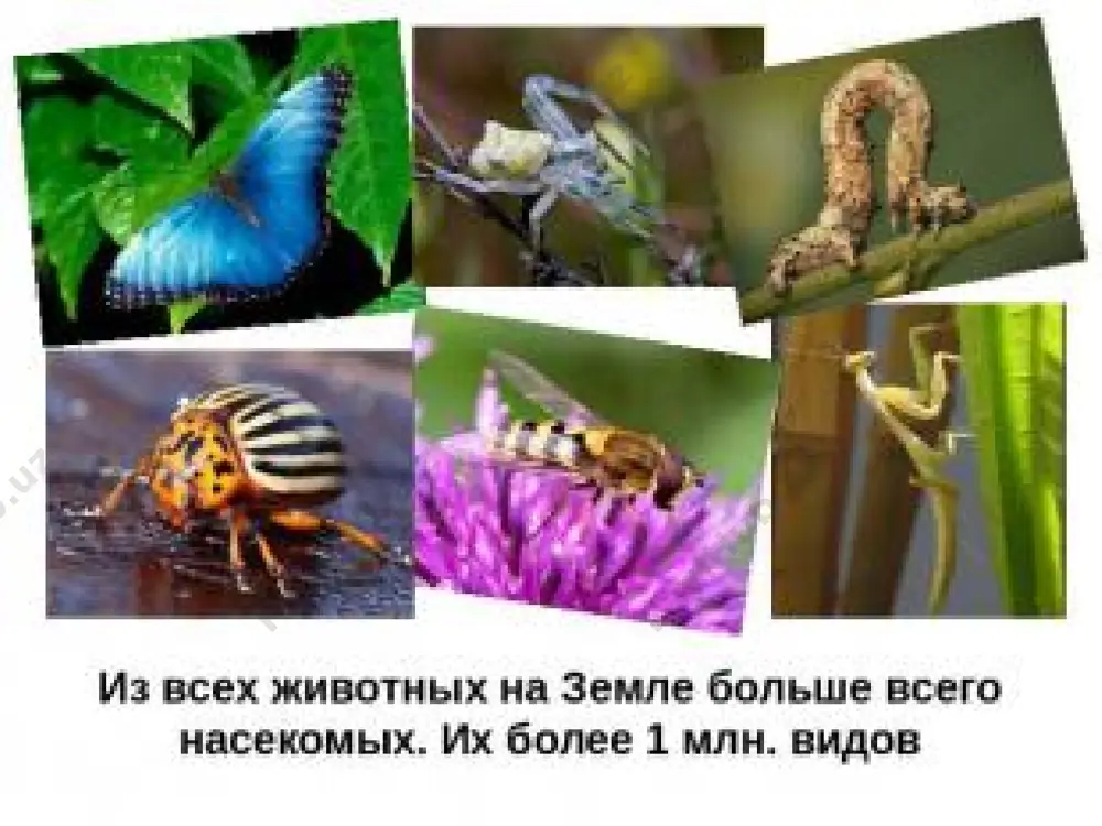 yat nasekomix ne tolko za polzu, kotoruyu oni prinosyat. oni prosto raduyut nas, delayut mir yarkim, krasivim i volshebnim. zagadki o nasekomix vo frake zelyonom maestro vzletaet nad lugom v tsvetu. on — gordost mestnogo orkestra i luchshiy prigun v visotu. tseliy den vezde letaet, ochen vsem nadoedaet. dva roga, a ne bik, shest nog — bez kopit. domovitaya xozyayka poletela nad lujaykoy. poxlopochet nad tsvetkom — on podelitsya medkom. zagadki o nasekomix ne zver, ne ptitsa — nos, kak spitsa. letit — pishit, syadet — molchit. kto ego ubyot, tot krov svoyu prolyot. nad tsvetkom porxaet, plyashet, veerkom uzornim mashet. zagadki o nasekomix skolko vidov nasekomix projivayut na zemle? kogo mi otnosim k nasekomim? nazovite iz chego sostoit telo nasekomix. 4) chto takoe maskirovka? 5) iz skolkix periodov sostoit jizn nasekomix? 6) kakie nasekomie otnosyatsya k «vrednim », i kakoy vred oni prinosyat? 11) chto dayut nam nasekomie? voprosi …