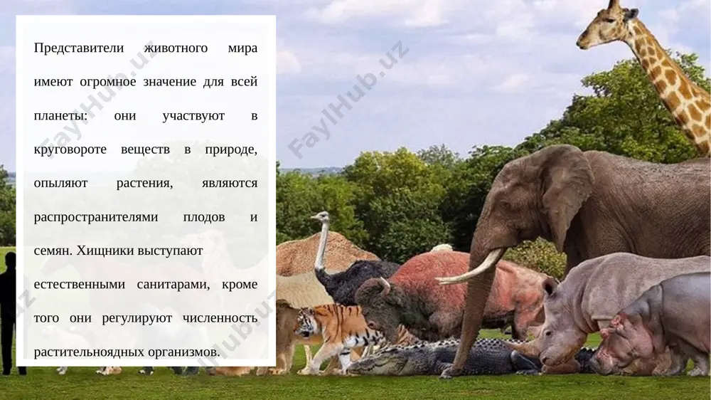 telo sostoit iz trex chastey: golovi, grudi i bryushka. u vsex nasekomix tri pari nog. telo zashishaet xitinoviy pantsir. dishat nasekomie pri pomoshi traxey. ptitsi eto samie rasprostranennie obitateli zemnogo shara, kotorie umudryayutsya jit i virashivat potomstvo v samix surovix usloviyax. k osobennostyam ptits otnosyat: nos i rot u ptits ob'edineni v klyuv – s ego pomoshyu oni edyat, dobivayut pishu, napadayut, zashishayutsya, kopayut, stroyat gnezda. klyuv est tolko u ptits. u ptits vsego odna para nog. u vsex ptits tolko po dva krila – s ix pomoshyu oni podnimayutsya v nebo i letayut. vse telo pokrivayut perya raznoy dlini, kotorie oberegayut ot temperaturnix kolebaniy i povrejdeniy. dishat ptitsi legkimi. v prirode est ptitsa, u kotoroy est krilya, no ona sovershenno ne umeet letat. eto straus – samiy visokiy i krupniy predstavitel pernatix. dlya poleta on slishkom tyajeliy, i korotkie krilya ne mogut podnyat ego vvis. odnako u strausa ochen …