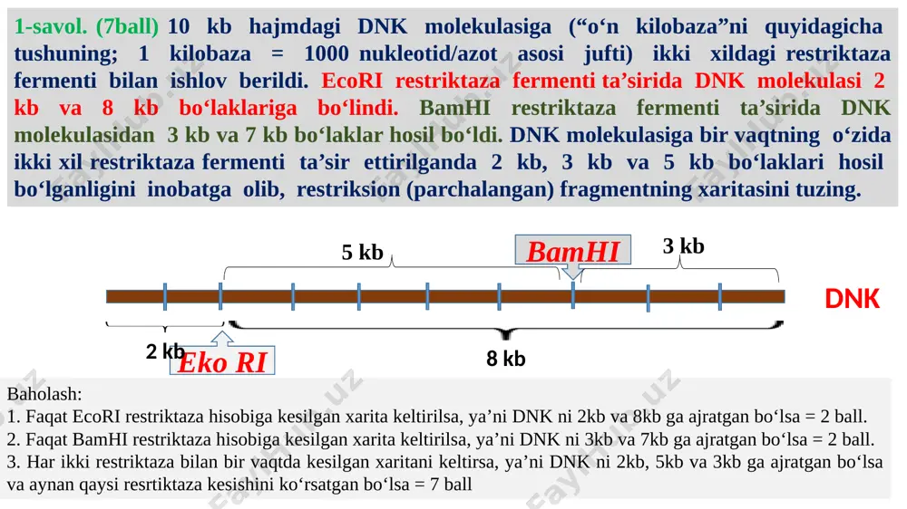 ronidan olingan namunalarning tarkibiy qismlari ko‘rsatilgan. quyidagi 1-rasmda sun’iy gemodializator* ko‘rsatilgan. (insondagi kapillar qon tomirlari membranasi va gemodializator membranasining o‘tkazuvchanligi bir xil). topshiriqni bajarish uchun foydalanilgan atamalar (*): sunʼiy buyrak, gemodializator* — kasallangan buyraklarning chiqaruv funksiyasini vaqtincha oʻtaydigan uskuna (apparat). asosiy vazifasi o‘tkir va surunkali buyrak yetishmovchiligida suv elektrolit va kislota ishqor balansini, qon tarkibini normal saqlash, moddalar almashinuvi mahsulotlarini va turli zaharlanishlardan hosil bo‘lgan toksinlarni, shuningdek, shishganda organizmdagi ortiqcha suvni chiqarib tashlashdan iborat (gemodializ). dializlovchi eritma* — suyuqlikdagi zarrachalarni membranadan o‘ta olish xususiyati asosida ajratuvchi eritma. dializat* — dializlovchi eritmadan o‘tgan mahsulot. to‘g‘ri javob va baholash: 1-raqam. bu qism buyrakning po‘stloq qavati. 1-rasmdagi gemodializator ham, buyrak postlog`i bilan bir xil vazifani bajaradi = 4 ball b) x-oqsil; y-glukoza; z-mochevina. x ning i dializatdagi konsentratsiyasi 0.0 g/ml = 1 ball. y ning i dializatdagi konsentratsiyasi 0.1 g/ml = 1 ball. z ning i dializatdagi konsentratsiyasi 0.0 g/ml = 1 ball. …