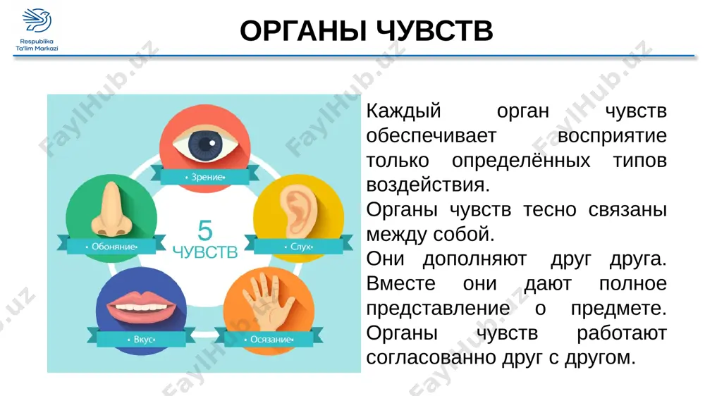 chixa opredelyaet na slux moment, kogda zakanchivaetsya nitka v chelnoke. i vse je v nekotorix sluchayax analizatori dayut nam iskajyonnuyu informatsiyu. oni nazivayutsya - illyuziyami. illyuzii (ot lat illusion - obmanivat) - iskajyonnoe vospriyatie, nechto kajusheesya. illyuzii fizicheskix yavleniy, opticheskie illyuzii. illyuzii organi chuvstv chuvstvo organ chto vosprinimaet zrenie glaz svetovie volni slux ushi kolebaniya vozduxa i jidkosti vnutrennego uxa vkus yazik molekuli pishi obonyanie nos zapax osyazanie koja sheroxovatost poverxnosti, davlenie, temperatura organi chuvstv analizatori (sensornie sistemi) - eto sistemi, spetsializirovannie na vospriyatii i analize sobitiy iz vneshney sredi i vnutrenney sredi organizma analizator retseptor – perifericheskaya chast chuvstvitelnoe nervnoe volokno – provodyashaya chast nervnie tsentri, raspolojennie v razlichnix otdelax kori golovnogo mozga – tsentralnaya chast organi chuvstv zritelniy analizator sostoit iz trex chastey: retseptori setchatki glaza zritelniy nerv zritelnaya zona kori bolshix polushariy golovnogo mozga organi chuvstv sluxovie retseptori ulitki vnutrennego uxa sluxovoy nerv sluxovaya zona kori visochnix …