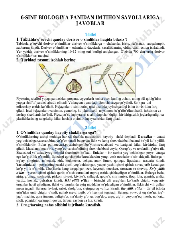 larda keng tarqqalgan izen, keyreuk, teresken, sarsazan va shuvoq. ko’p yillik o’tlar – yerusti qismi qishda qurib, o‘sish kurtaklari tuproq ostida qishlaydigan o‘simliklar. bularga beda, ajriq, g‘umay, sachratqi, piskom piyozi, kiyiko‘t, sallagul, qoqio‘t, shirinmiya, iloq, lola, qamish, andiz, yalpiz, kovrak, gulsafsar kiradi. ikki yillik o’tlar – birinchi yili urug‘dan ko‘karib chiqib, vegetativ organlar hosil qiladigan, ildizi va barglarida oziq moddalar to‘playdigan o‘simliklar. ikkinchi yili gullab meva tugadi. bularga lavlagi, sabzi, sholg‘om, sigirquyruq va h.z. kiradi. bir yillik o’tlar – bir yil ichida urig‘idan unib chiqib, o‘sadi, gullab meva tugib, o‘z hayitini tugatadi. bularga yovvoyi oq sho‘ra, jag‘- jag‘, machin, qora ituzum, baliqko‘z, ma‘daniy g‘o‘za, bug‘doy, arpa, zig‘ir, yeryong‘oq, mosh, no‘xat,,, sholi, pomidor, qalampir, qovun, tarvuz, rayhon va h.z. kiradi. 2. urug‘larning nafas olishini tajribada kuzatish. kerakli jihozlar: undirilgan urug‘ solingan shisha idish, sham, termometr, qog‘oz, paxta, toza quruq latta. 1. bitta shisha idishga undirilgan urug‘ solib, ichiga yonib turgan sham …