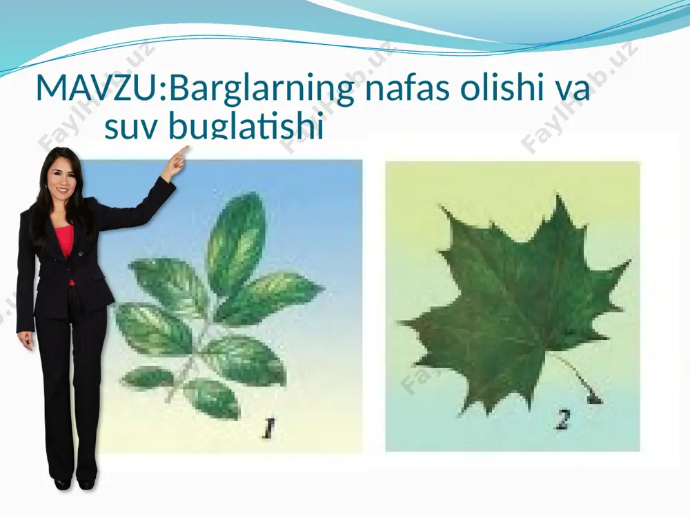 ishi tufayli ildiz orqali suv va mineral tuzlarning sorilishi tezlashadi. suv buglatish o`simlik organlarini qizib ketishdan saqlaydi tajriba o`simlilarda suv buglanishini tajriba qilib ko`rish mumkin. buning uchun gul tuvakda o`sib turgan osimlikni barglaridan birini kolbaga solamiz va ogzini paxta bilan berkitamiz oradan bir necha soat otgach kolba devorlarida suv tomchilarini korish bu osimlilarning suv suv bugl`latishidan hosil bolgan bug` holatidagi suvdir osimliklar turiga va qayerda osishida qarab turli hil darajada suv bug`latadi. issiq va quruq joyda yashaydiganlar nisbatan kam buglatadi. masalan : g`oza osimligi yoz davomida ozining massasida 500-600 hissa ko`p suv buglatadi , makkajo`horida esa 200 l suv buglatadi -o`simliklarda suv bug`latish jarayoni barglardagi og`izchalar orqali amalga oshadi cho`l osimliklar suvni kam buglatish uchun turli moslanishlar hosil qilgan. bazilarini barglari juda maydalashib ketgan masalan saksavul . bazilarda esa tuklar hosil qilgan bazilari esa igna hosil qilgan buni hammasi suvni kam bug`latish uchun.chunki ular yashaydigan muhitda yomg`ir faqat yilda bir …