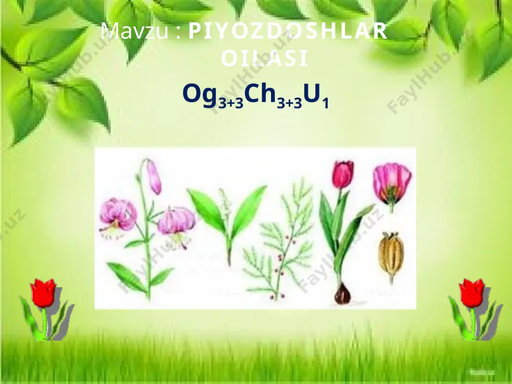 piyozdoshlar oilasi - Page 2
