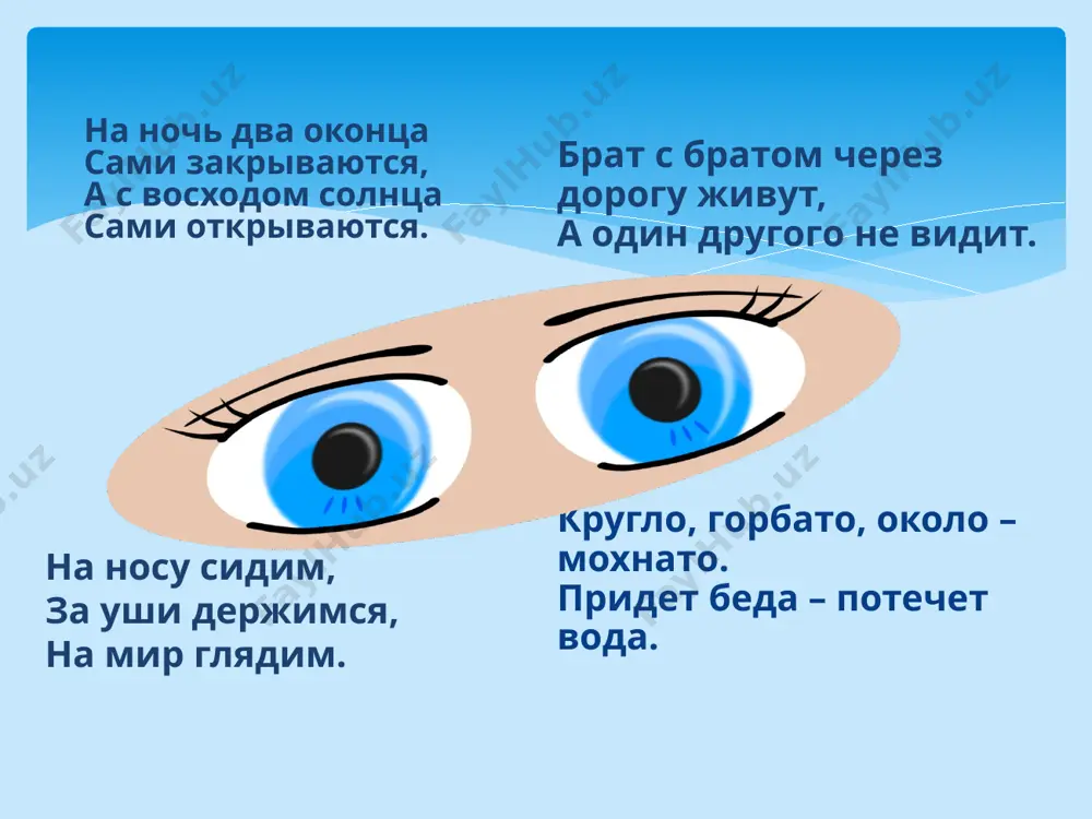 glaza - organ zreniya - Page 2