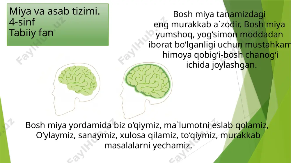 miya va asab tizimi.4-sinf. absatova guzal - Page 2