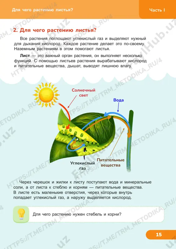 u /4 ht tp s: //t .m e/ tr m_m et od ik a_ ru /4 ht tp s: //t .m e/ tr m_m et od ik a_ ru /4 ht tp s: //t .m e/ tr m_m et od ik a_ ru /4 _r u/ 4 chast i 16 fotosintez — eto proizvodstvo saxara iz vodi i uglekislogo gaza. etot protsess protekaet tolko pod deystviem solnechnogo sveta. poluchivshiysya v rezultate saxar nakaplivaetsya v plodax, stvole i kornyax rasteniya. kislorod i ostavshayasya voda vivodyatsya naruju. zanimaetsya etim prevrasheniem xlorofill — veshestvo zelyonogo tsveta. xlorofilla v liste tak mnogo, chto listya imeyut nasishenniy zelyoniy tsvet. u mnogix rasteniy fotosintezom zanimayutsya ne tolko listya, no i drugie organi zelyonogo tsveta: stebli, zelyonie vetki i daje nezrelie plodi. fotosintez solnechniy svet kislorod voda uglekistiy gaz saxar dlya chego rasteniyu listya? 3. fotosintez zadanie 2. zarisuyte sxemu fotosinteza v tetrad. chto proizoydyot s rasteniem, …