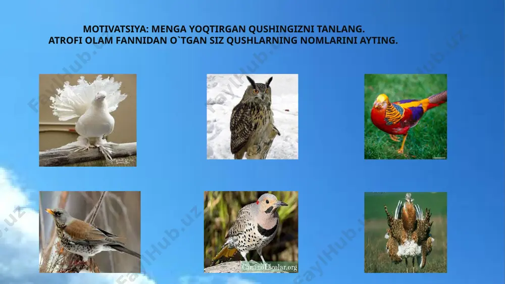 4-sinf o`qish tinchlik qushi haqida men o`qigan she'r - Page 2