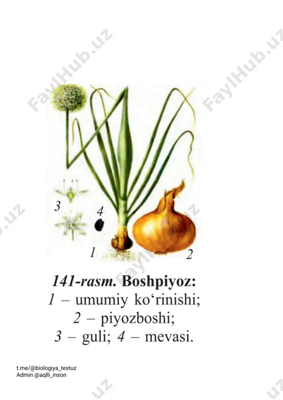 piyozdoshlar ii qism - Page 2