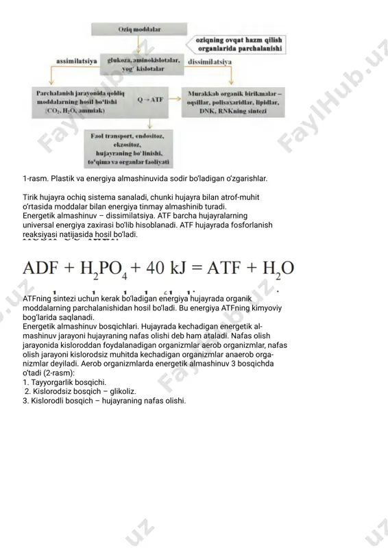 @biologiya_testuz - Page 2