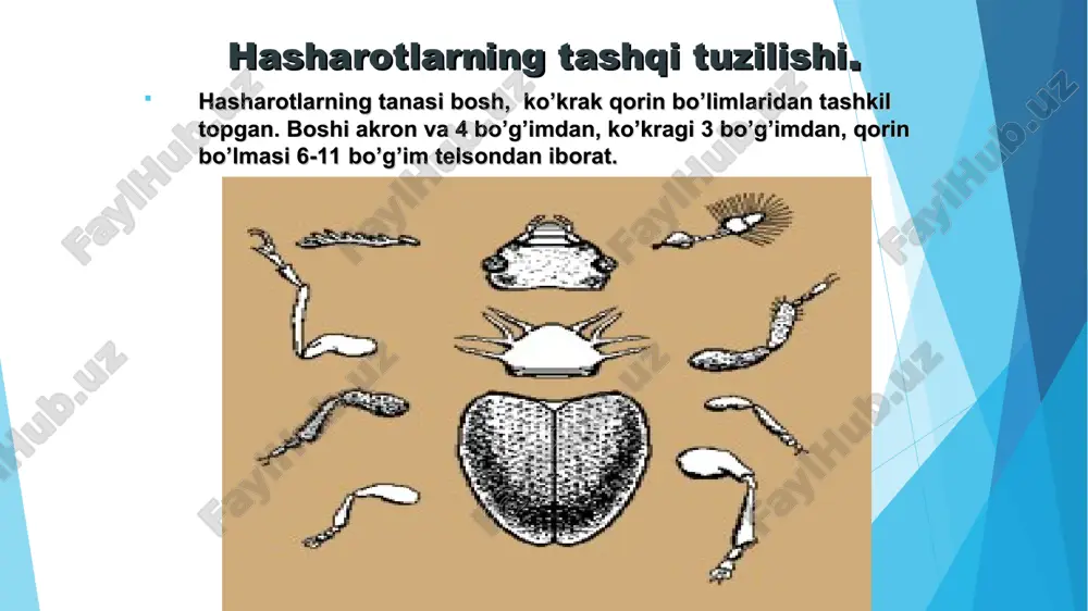 ustki jag’, ostki jag’, ostki lab, ostki jag’ paypaslagichlari, ost lab paypaslagilar. soruvchi: ustki lab, ostki jag’, ostki lab, ostki jag’’ paypaslagichlari, ostki lab paypaslagichlari. sanchib- so’ruvchi. ustki jag’, ostki jag’, iyak osti. hasharotlarning mo‘ylovi hamma hasharotlarda (faqat proturalardan tashqari) bir juftdan mo‘ylov bo‘lib, ular shakli, bo‘g‘inlari, uzun-qisqaligi bilan bir-biridan farq qiladi. bo‘g‘inlar soni 3–4 tadan yuztagacha va undan ortiq bo‘lishi mumkin. ayrim hollarda, erkak va urg‘ochi hasharotlar mo‘ylovining bo‘g‘imlari soni va shakli har xil bo‘lishi mumkin. hasharotlarning mo‘ylovi boshining ikki yonidagi guruhga o‘rnashgan, ipsimon, tubidan uchigacha bir xil yo‘g‘onlikda bo‘ladi. birinchi asosiy bo‘g‘im boshqa bo‘g‘imlarga qaraganda yirik, boshqa bo‘g‘imlari xivchinsimon bo‘ladi. ayrim hasharotlarning mo‘ylovi qilsimon bo‘lib, tubidan uchiga qarab ingichkalashib boradi. marjonsimon mo‘ylovlar kalta, bo‘g‘im uchlari yumaloqlashgan, bir-biri bilan aniq ajralib turadigan bo‘g‘imlardan iborat bo‘ladi. bo‘g‘imlarning bir tomoni orqa tishi kabi kertik bo‘lgan mo‘ylovlar arrasimon mo‘ylov deyiladi. bo‘g‘imlarning bir tomonida uzun-uzun tishchalar bo‘lsa, taroqsimon mo‘ylov deyiladi. mo‘ylovning uchidagi bo‘g‘imlar …