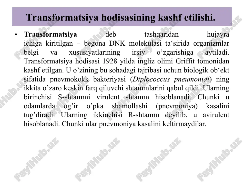 lib borilgan tadqiqotlar natijasida ba‘zi virus shtammlarida irsiy axborot manbai vazifasini rnk molekulasi bajarishi mumkin ekanligi isbot etildi. endi bu sohada amalga oshirilgan samarali tajriba natijasi bilan tanishamiz. tajriba nicotiana turkumiga kiruvchi o’simliklarda, masalan, tamakida parazitlik qiluvchi tamaki mozaikasi virusi ustida olib borildi. tmv tanasi spiralsimon o’ralgan rnk dan iborat bo’lib, uning atrofini oqsildan tashkil topgan qobiq o’rab turadi. tmv tamaki bargiga tushgach uning hujayralariga virus rnk si kiradi, oqsil qobig’i esa hujayra tashqarisida qolib ketadi. hujayraga kirgan virus rnk si avtoreproduksiya va biosintez orqali o’zining tabiatiga mos oqsillar sintez qiladi. hujayradagi virusning yalang’och rnk si shu oqsil bilan o’ralib, u yana infeksiya – tamaki mozaikasi kasalini tug’dira boshlaydi. rnksiz oqsilining o’zidangina iborat tmv o’zining infeksiya (kasal paydo qilish) xususiyatini yo’qotadi. tmv ning oqsil qobig’idan ajratib olingan sof rnk infeksiya xususiyatini saqlab qoladi. dnk molekulasining strukturasi va funksiyasi dnk molekulasining strukturasini aniqlash va uning molekulyar modelini 1953 yilda amerikalik biolog …