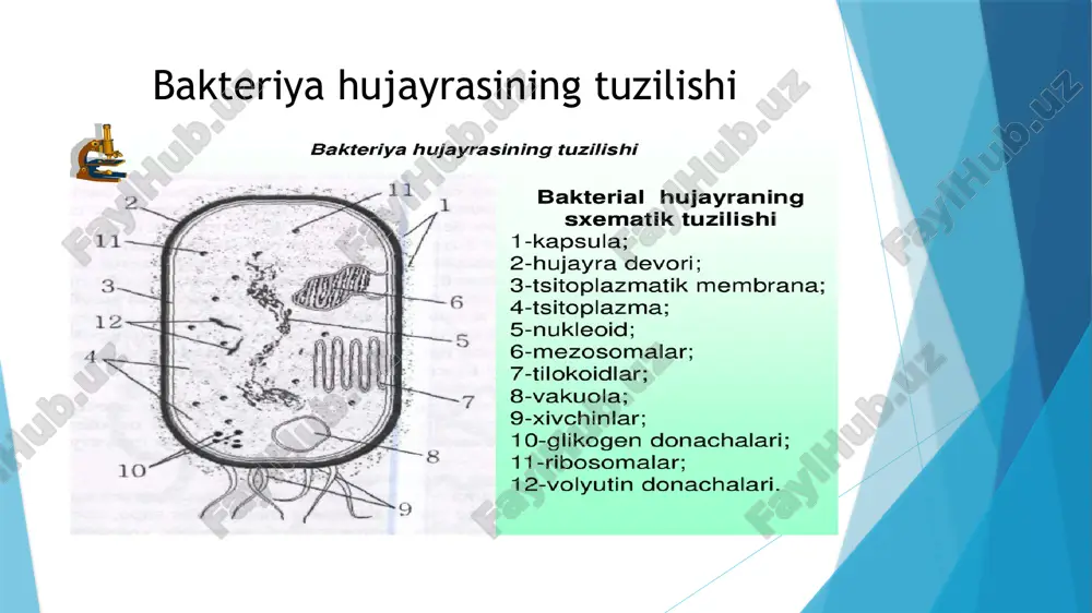 ari, sitoplazma deyiladi. sitoplazmaning (matritsaning) suyuq, strukturasiz fazasi ribosomalar, membrana tizimlari, mitoxondriyalar, plastidalar va boshqa tuzilmalarni hamda zahiradagi ozuqa moddalarini o‘z ichiga oladi. sitoplazma nihoyatda murakkab, mayda tuzilishga ega (qatlamli, donador). bakteriya protoplastining maxsus fizik-kimyoviy xossalarga ega bo‘lgan tashqi lipoprotein qatlami sitoplazmatik membrana deb ataladi. barcha hayotiy tuzilmalar va organellalar sitoplazma ichida joylashgan. 5-rasm sitoplazmatik membrananing tuzilishi sxemasi flagella (hivchin). ba'zi bakteriyalar yuzasida qo‘shimcha tuzilmalar mavjud; ularning eng keng tarqalgani flagella, bakteriyalarning harakat organlari. flagellum sitoplazmatik membrana ostida ikki juft disk orqali biriktirilgan. bakteriyalarda bitta, ikkita yoki bir nechta flagella bo‘lishi mumkin. ularning joylashishi har xil: hujayraning bir uchida, ikkalasida, butun sirt bo‘ylab joylashadi. bakterial flagella diametri 0,01 - 0,03 mkm, uzunligi hujayra uzunligidan bir necha baravar katta bo‘lishi mumkin. bakterial flagella oqsil - flagellindan iborat bo‘lib, o‘ralgan spiral iplardir. ba'zi bakterial hujayralar yuzasida ingichka xivchinlar - fimbriyalar mavjud. bakterial hujayraning kimyoviy tarkibi boshqa tirik organizmlarning kimyoviy tarkibiga o‘xshaydi. uning …
