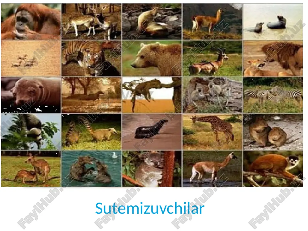 sutemizuvchilarning tabiatda va odam hayotidagi o‘rni - Page 3