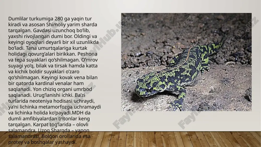 dumlilar turkumi va ularning oilasi - Page 3