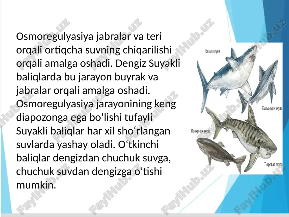 suyakli baliqlarning tashqi tuzilishi - Page 3