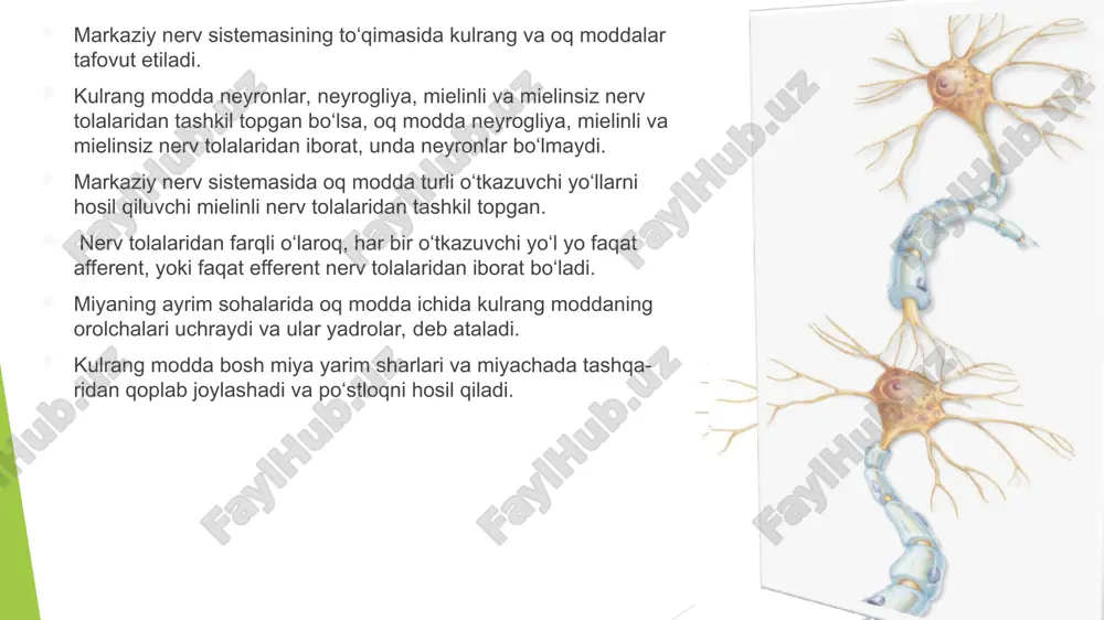 ronlardir. neyronlarning dendritlari aralash orqa miya nervlarining sezuvchi qismi tarkibida periferiyaga yo‘naladi va sezuvchi nerv oxirlari hosil qilib tugaydi aksonlari birga qo‘shilib, nerv impulslarini orqa miyaning kulrang moddasi-ga yoki uning orqa tizimchasi orqali uzunchoq miyaga olib boruvchi orqa ildizlarni hosil qiladi. oq miya gangliyasi satelit h-rasi sezuvchi neyron tanasi neyron tanasining glial pardasi tashqaridan nozik tolali biriktiruvchi to‘qimadan iborat parda bilan o‘ralgan. ushbu pardaning hujayralari o‘zlari-ning oval shaklidagi yadrolari bilan ajralib turadi. orqa miya nerv (sensor) tuguni. 1 – orqa ildiz; 2 – orqa miya tuguni; 2.1 – biriktiruvchi kapsula; 2.2 – sezuvchi psevdounipolyar neyronlarning tanachalar, 2.3 – nerv tolalari, 3 – oldingi ildiz, 4 – orqa miya nervi nerv stvoli tarkibidagi har bir nerv tolasi orasida siyrak tolali biriktiruvchi to‘qimaning yupqa qatlami – endonevriy (endoneurium) joylashadi. nerv tolalarining alohida tutamlari perinevriy (perineurium) bilan o‘ralgan. perinevriy zich joylash-gan hujayralar va ingichka fibrillalarning navbatma-navbat yotgan qavatlaridan tashkil topgan. nerv stvolini tashqi …