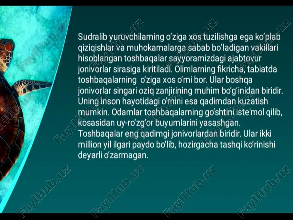 toshbaqalar - Page 3