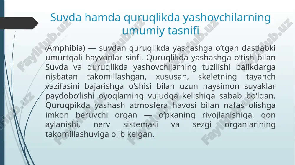 hi barcha hayvonlarning terisi singari, baqa terisi gaz va suv almashinuvi vazifasini ham bajaradi. terining bu xususiyati ularning quruklik muhitiga toʻliq moslanishiga imkon bermagan. bir qancha turlari terisida zaharli suyuklik ishlab chiqaradigan bezlar ham boʻladi. terisida shox tuzilmalar umuman bo’lmaydi, shilimshiq chiqaradigan bezlar nihoyatda ko’p. baqaning terisi boshidan oxirigacha gavdaga yopishgan bo’lmaydi, ma’lum joylardagina gavdaga yopishgan bo’ladi. 10 suvda hamda quruqlikda yoshovchilarning ichki tuzilishi skeleti umurtqa pog`onasi, bosh skeleti, erkin oyoqlar skeleti va ularning kamar skeletidan tashkil topgan muskul sistemasi quruqlikka chiqishi munosabati bilan baliqlarning muskul sistemasidan kuchli farq qiladi. oyoqlarni harakatga keltiruvchi kuchli muskullar hosil bo`ladi. gavdani harakatga keltiruvchi muskullarning segmentasiyasi yo`qoladi. tilni harakatga keltiruvchi muskullar yaxshi rivojlangan. sezgi organlari progressiv taraqqiy etgan. amfibiyalarda ichki quloq murakkablashadi va o`rta quloq bo`shlig`i hosil bo`ladi. o`rta quloq tashqi tomondan nog`ora parda bilan o`ralgan. ko`zning shox pardasi bo`rtib chiqqan, ko`z gavhari linzasimon shaklarga ega. ko`z qovoqlari ko`zni himoya qiladi. hid bilish organi …