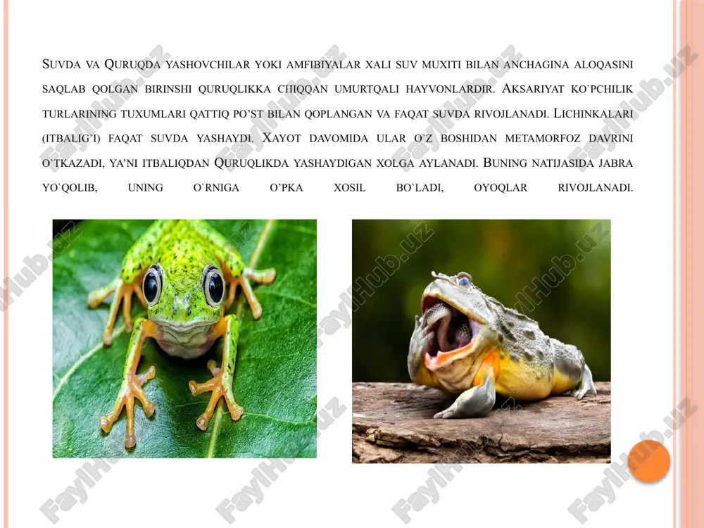 ladi, u oshqozonga o`tadi. ichak baliqlarining ichagiga nisbatan ancha uzun. katta jigarining o`t pufagi va oshqozon osti bezining chiqarish yo’llari ichakning oldingi qismiga ochiladi. ichakning keyingi qismi to’g’ri ichak kloakaga ochiladi. qon aylanish sistemasi. baqaning yuragi hamma amfibiyalardagi singari uch kamerali bo`ladi, ikkita yurak qorinchasi bilan bitta umumiy teshik orqali tutashadi. o`ng yurak bo’lmasi bilan venoz sinusi tutashadi, yurak qorinchasidan keyin arterial konus joylashadi. baqalarning arterial konusidan uch juft arterial yoylari chiqadi. birinchi jufti baliqlarning jabraga olib keluvshi arteriyalarining birinchi juftiga gomolog bo`lib, uyqu arteriyasi deyiladi va arterial qonni bosh qismiga olib boradi. uyqu arteriyasi aoterial konusining qorinli tomonidan chiqadi. ikkinchi juft chap va o`ng aorta yoylari deyiladi. bular ham arterial konusning qorinli tomonidan chiqadi va baliqlarning jabra arteriyalari ikkinchi juftiga gomologdir. aorta yoylaridan oldingi oyoqlarga arterial qon olib boruvchi umrov osti arteriyalari chiqadi. chap va o`ng aorta yoylari yurakdan pastroqda o`zaro qo`shilib, toq orqa aortasini xosil qiladi. orqa aorta …