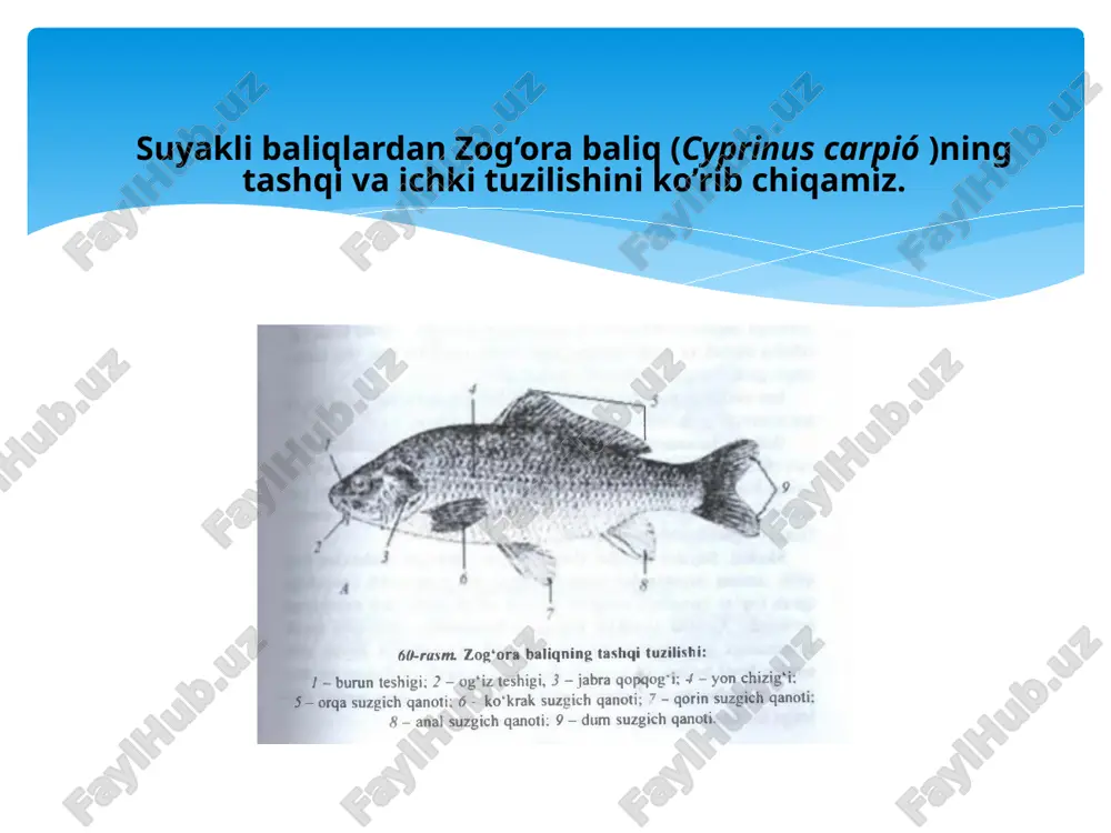 il bo'lgan. teshiklaming oxirgi uchi nerv uchlari bilan yon chizigi joylashgan maxsus kanalga ochiladi. yon chizig'i suv sharo» tidagi o‘zgarishlami qabul qiladi. skeleti skeleti. suyakli baliqlar skeleti tog'ayli baliqlar skeletidan farq qilib, asosan suyaklardan tashkil topgan. suyaklar kelib chiqishiga qarab tog'ay (xondral) suyaklar va teri, ya'ni qoplag'ich suyak'arga* bo'linadi. xondral suyaklar tog'ay to'qimasining sekin-asta suyak to'qimasiga almashinishidan hosil bo'ladi. qoplag‘ich suyak chin teridan hosil bo'ladi va tog'ayli davrini o'tamaydi. baliqlaming skeleti o‘z navbatida o'q skeleti, bosh skeleti va suzgich qanotlar skeletiga bo'linadi. suyakli baliqlarning umurtqa pogonasi faqat xondral suyaklardan tashkil topgan birqanchaumurtqalar yeg’indisidan iborat. zog'ora baliqning umurtqa pog’onasi boshqa suyakli baliqlarnikiga o’xshab tana va dum umurtqalariga bo'linadi.umurqalar tanasi qo‘sh botiq amfitsel tipda. ularning orasida xorda k saqlanib qolgan . xorda qoldiqlari umurtqa tanani teshib o'tadigan tor kanallar orqali bir-biriga qo'shiladi. panja qanotlilar ikki xil oluvchilar va osyotrsimonlarda xorda o’qi skeleti vazifasini bajaradi. qolgan suyakli baliqlarda haqiqiy suyak umurtaqalar bo'ladi. tana …