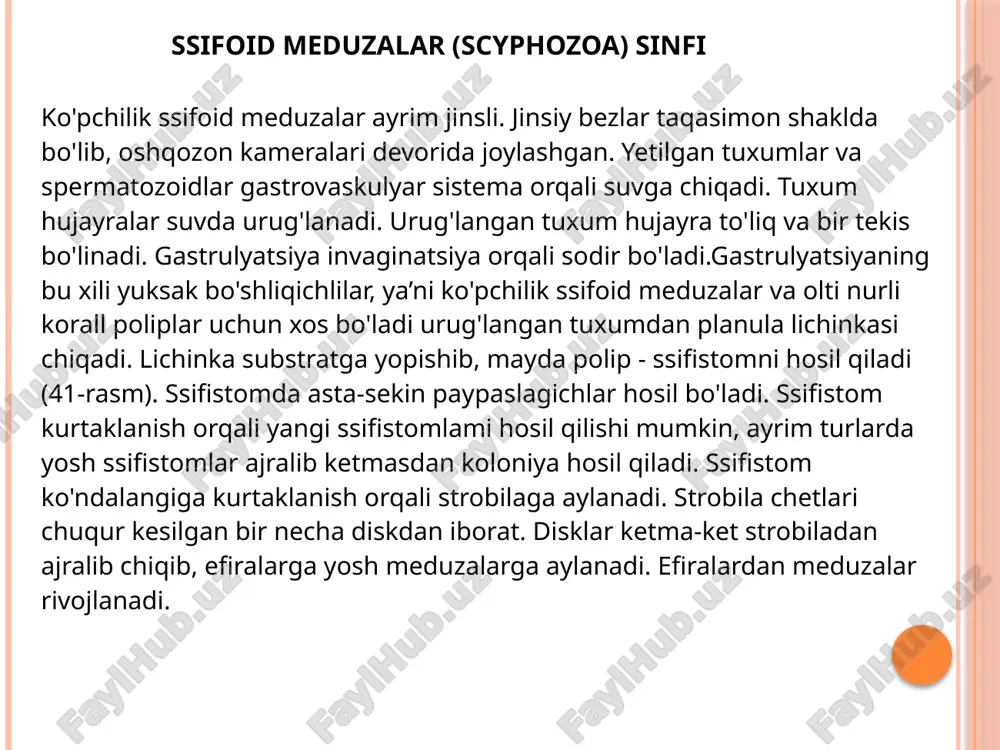 ash kengaygan bachadonga o‘tadi. bachadonlar qo'shilib jinsiy qinni hosil qiladi. jinsiy qin jinsiy teshik bilan tashqariga oc&iladi.erkagi jinsiy sistemasining ingichka uchki qismi urug‘don deyiladi. urug‘don birmuncha yo‘g‘onlashib, urug‘ yo'lini hosil qiladi. urug‘ yo‘li kalta va keng nay - urug1 pufagiga ochiladi. uryg‘ pufagida urug1 to‘planadi. urug1 pufagi bir muncha tor va muskulli urug1 to‘kuvchi nayga, upyg1 to‘kuvchi nay orqa ichakning keyingi qismiga ochiladi. kloakaichida kutikulyar spikulalar bo'lgan juft kuyikish qopchasi ham ochiladi. spikulalar nematodalaming urug‘lanishida jinsiy qinni kengaytirish vazifasini bajaradi. ko'pchilik nematodalar erkagining anal teshigi atrofida yupqa parda - bursa hosil bo‘ladi. bursa erkak nematodalami urg'ochisi ustida ushlab turish vazifasini bajaradi. kamtuklilar (oligochaeta) sinfi kamtuklilar metamorfozsiz rivojlanadi. rivojlanish siklida troxofora lichinkasi bo‘lmaydi. tuxumlari pilla ichida rivojlanib, yosh chuvalchang chiqadi. tuban kamtuklilar pillasida birdaniga bir necha tuxum rivojlanadi. yuksak kamtuklilar (lumbricomorpha turkumi) pillasida oqsilli suyuqlik bo‘ladi; tuxumida oqsil kam bo‘ladi. pillada rivojlanadigan embrion suyuqlikdagi oqsilni yutadi. ana shu sababdan uning tuxumdan …