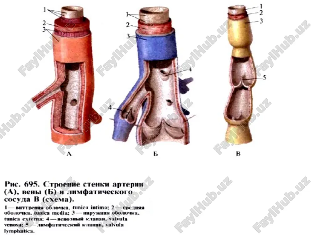 me legochnogo krovoobrasheniya pravoe predserdie =0 mmhg praviy jeludochek: sistolich.=25 mmhg, diastolich.=0 mmhg legochnaya arteriya: srednee=15 mmhg, sistolich.=25 mmhg, diastolich.=8 mmhg kapillyarnoe gidrostaticheskoe davlenie ~8–10 mmhg levoe predserdie ~5 mmhg  davlenie v malom kruge namnogo nije, chem v bolshom prichini nizkogo davleniya legochnie sosudi koroche i imeyut bolee tonkuyu stenku s menshim mishechnim sloem bolshaya rastyajimost legochnix arteriy (sm. ris.) malaya velichina sosudistogo soprotivleniya (30% soprotivleniya – arterii, 50% - arterioli i venuli, 20% - veni) sledstviya nizkogo davleniya absolyutnie velichini davleniy v legochnoy arterii namnogo nije, chem v aorte  pri maloy rabote pravogo jeludochka obespechivaetsya prodvijenie vsey krovi po malomu krugu. pulsovoe davlenie otnositelno bolshe, chem v aorte  v period sistoli iz-za malogo soprotivleniya bolshaya chast sistolicheskogo ob'ema krovi perexodit v legochnie veni. gipoksicheskaya vazokonstriktsiya nablyudaetsya i na izolirovannix legkix vozmojniy mexanizm: kislorod blokiruyutsya k-kanali depolyarizatsiya vxod sa++ sokrashenie gladkix mishts sosudov raspredelenie krovotoka po legkim …