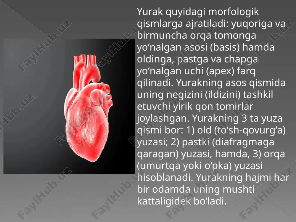 yurak anatomiyasi pptx - Page 3